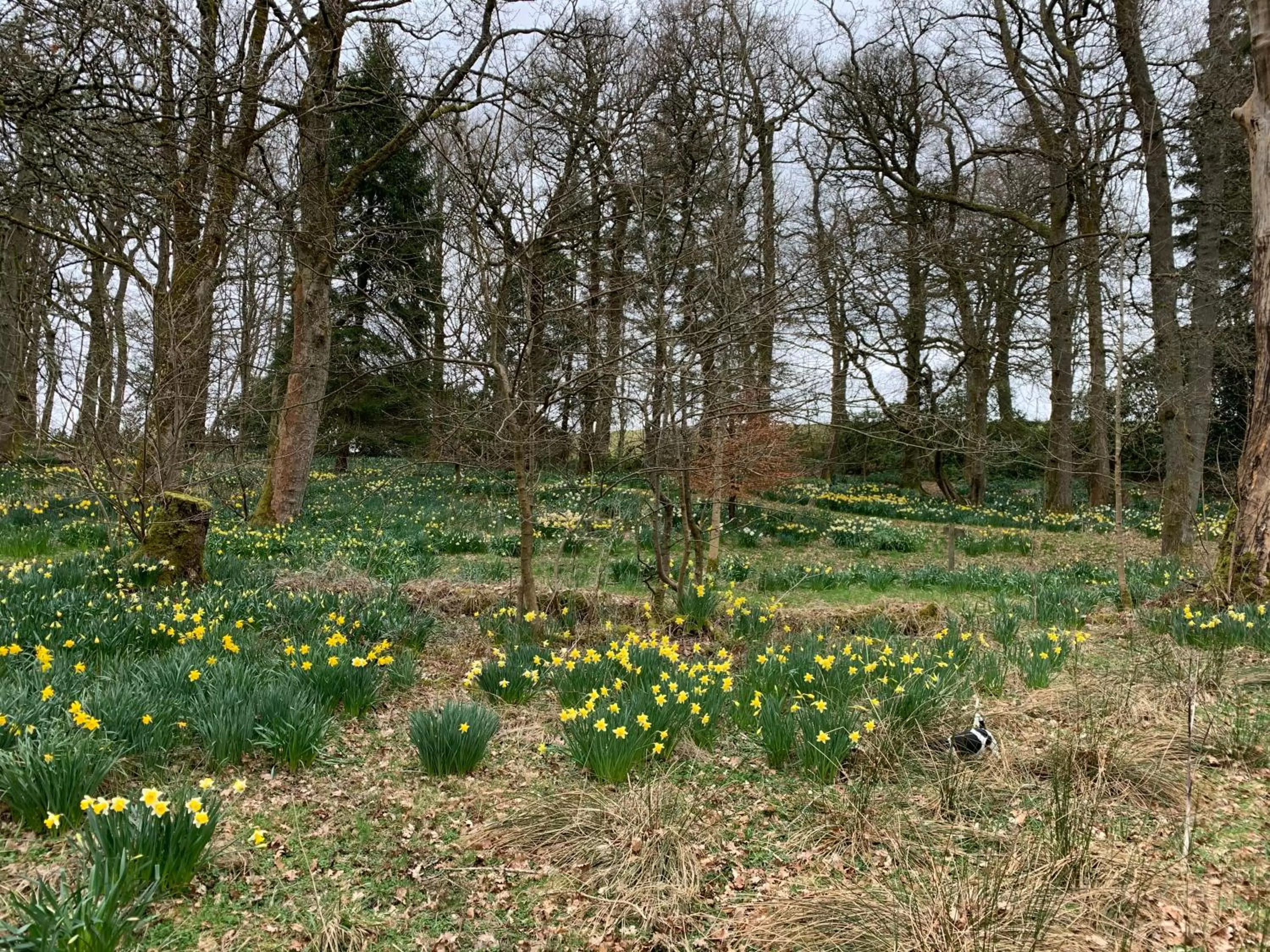 Garden in West Plean House