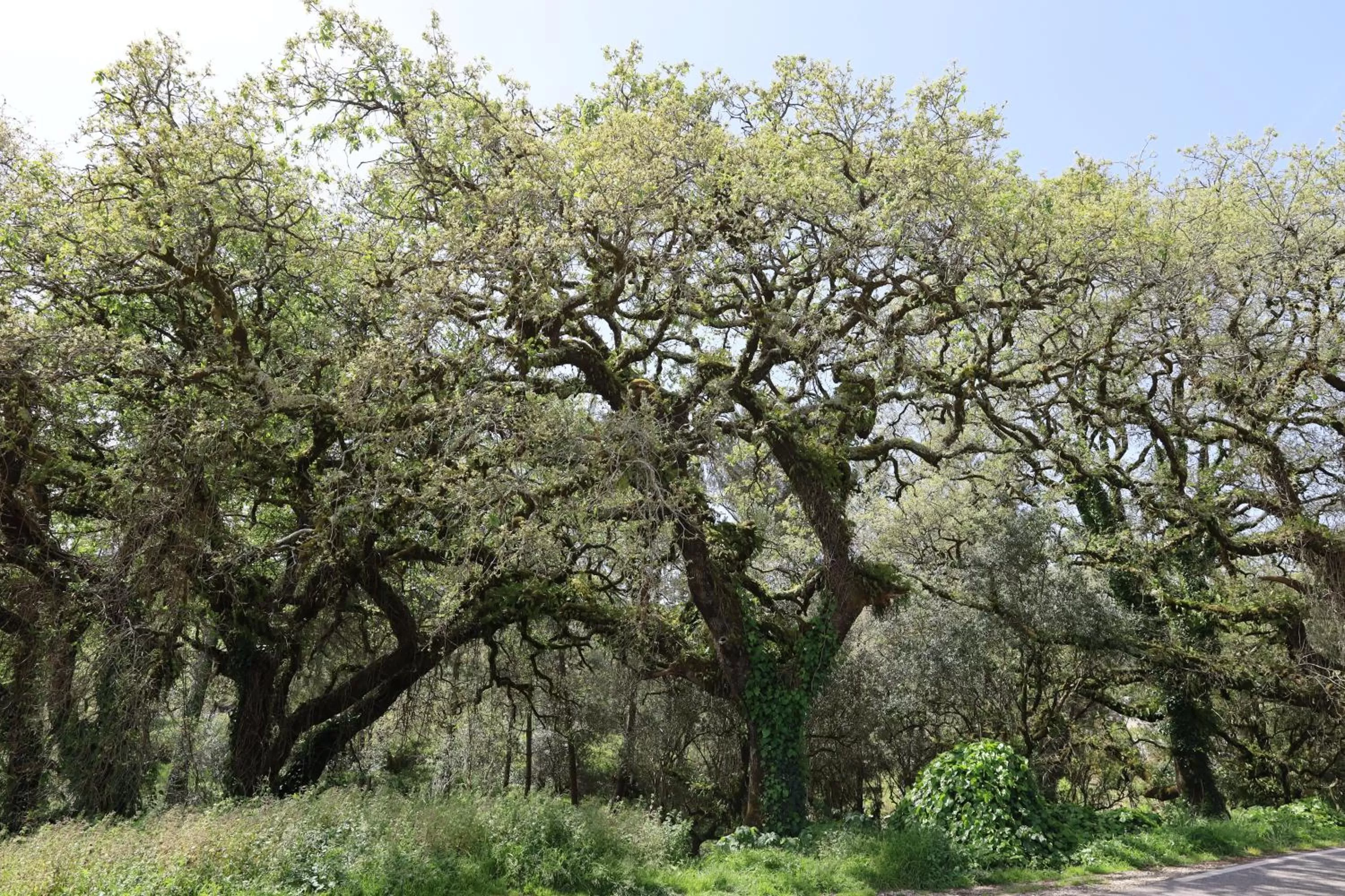 Nearby landmark in Hotel Dom Goncalo & Spa