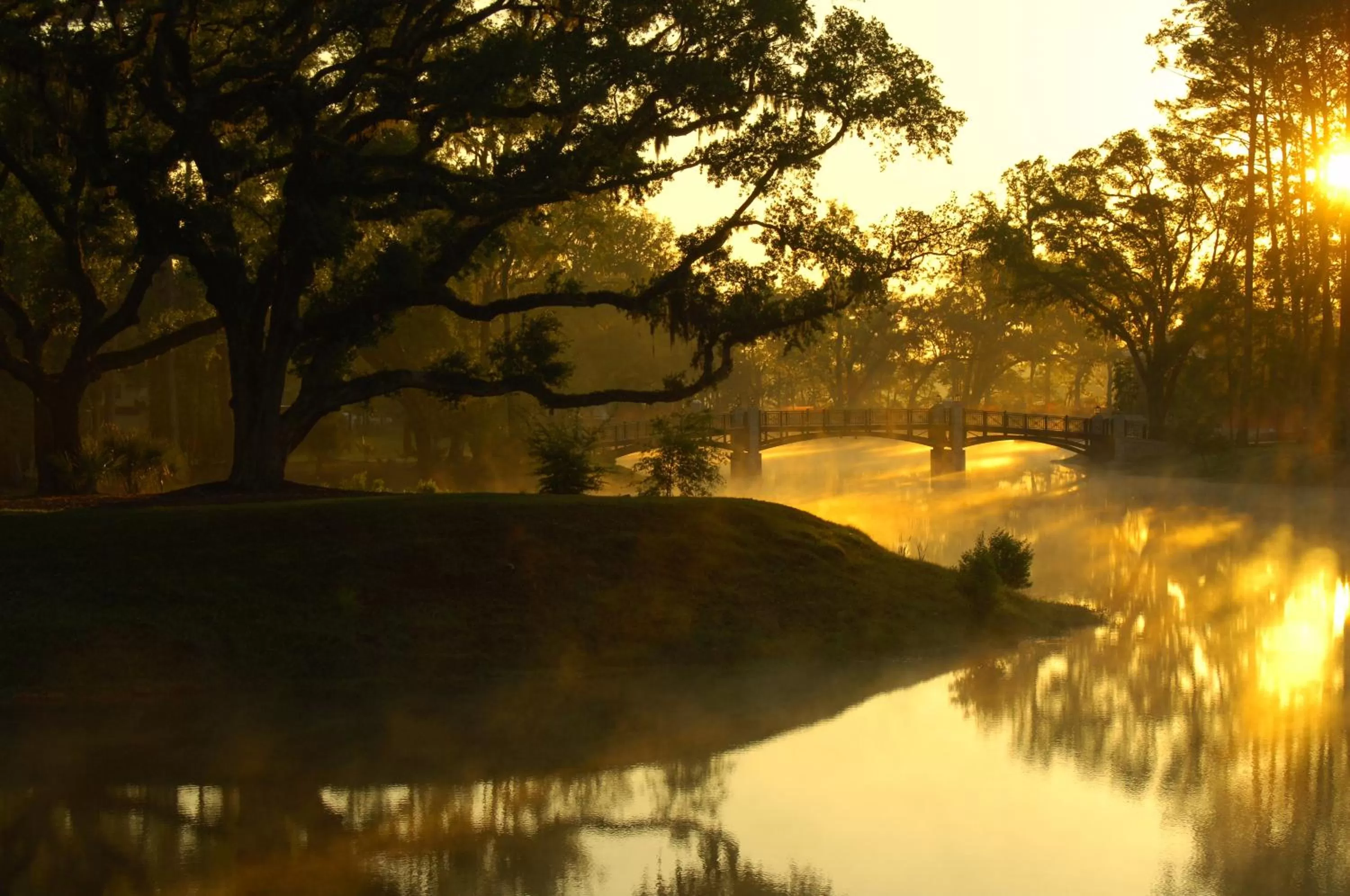 Natural landscape in Montage Palmetto Bluff