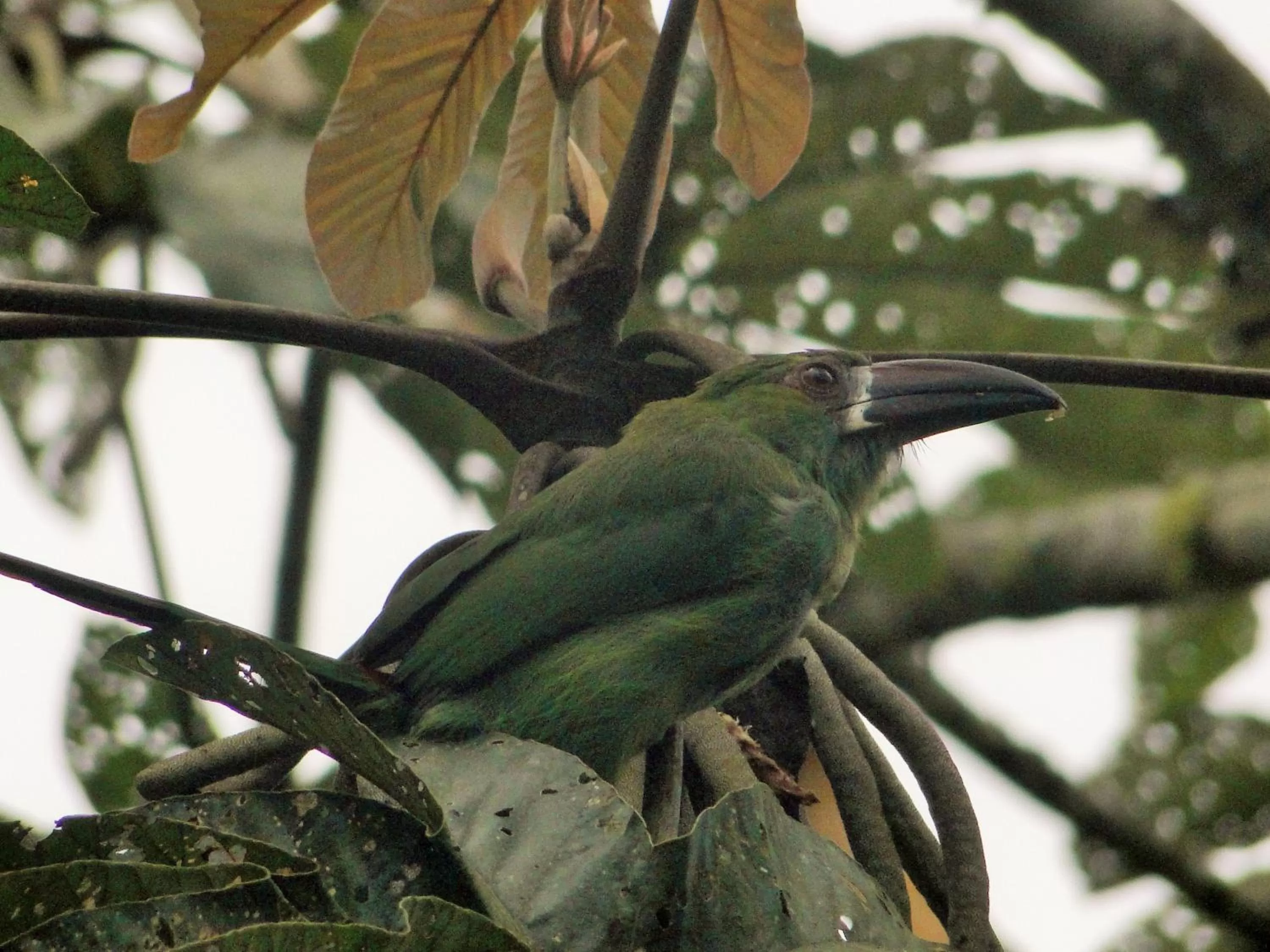 Pets in Hosteria Florecer