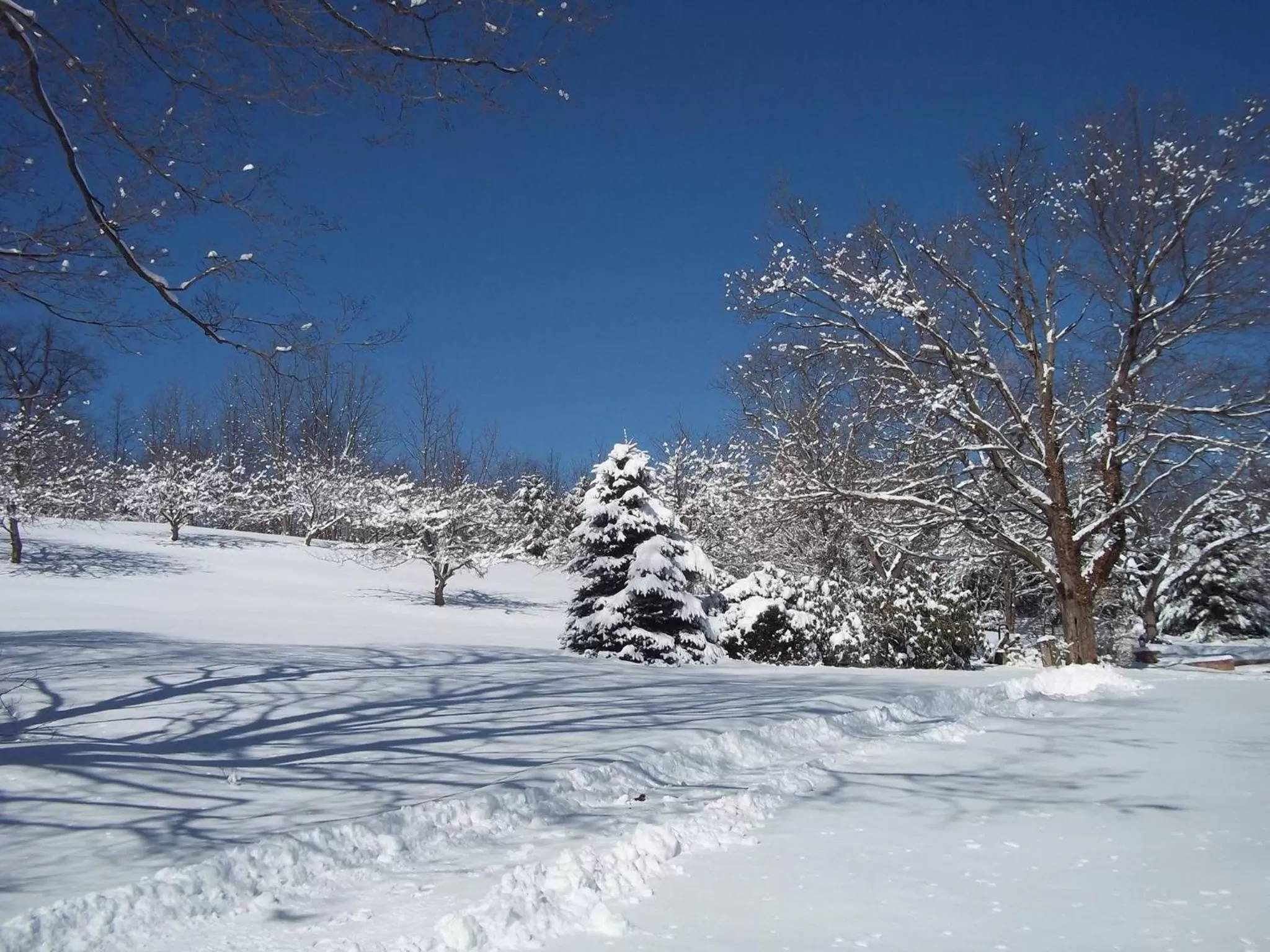 Natural landscape in Baneberry Meadows B&B