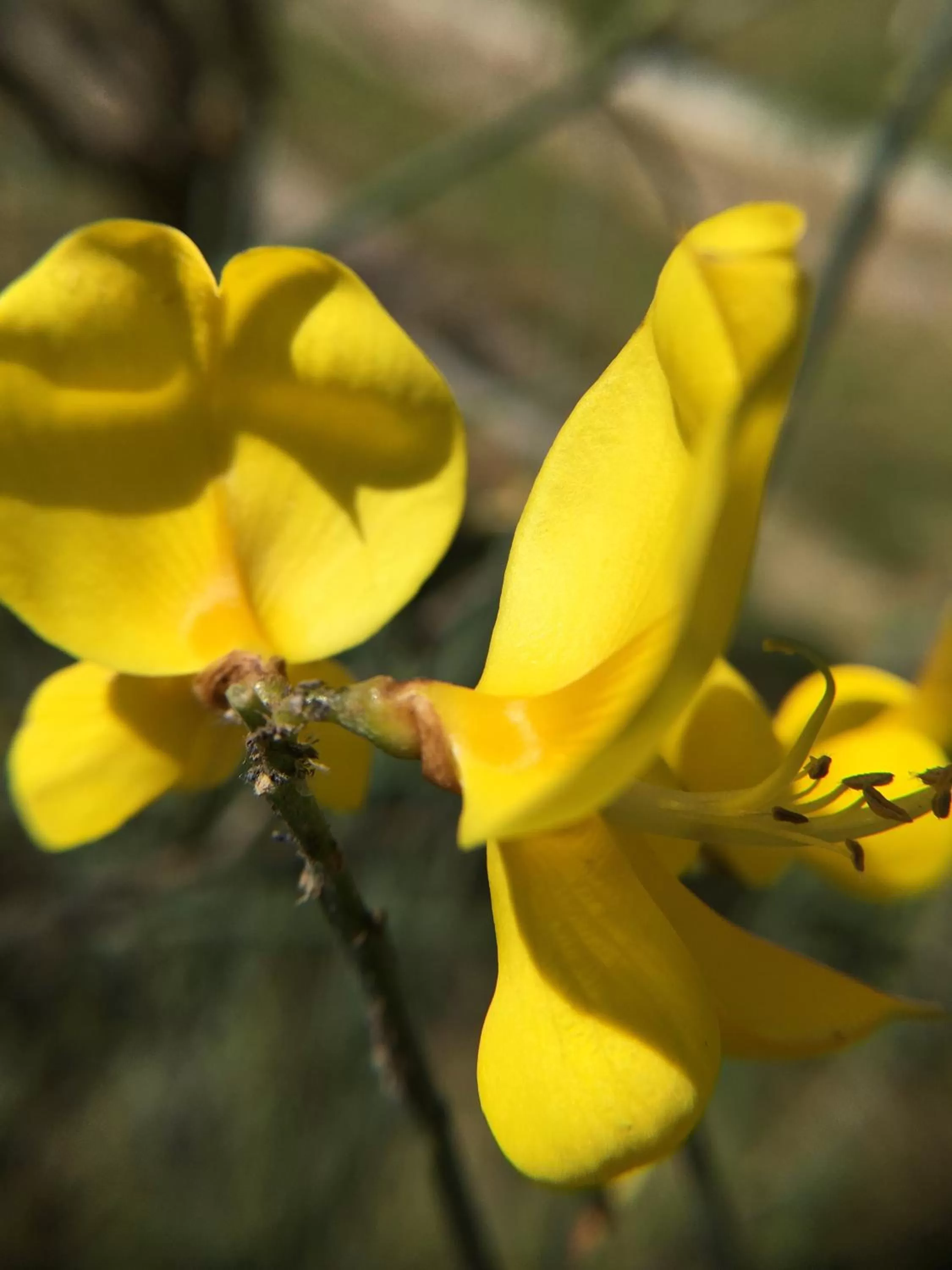 Garden in La Romance et la Romanesque