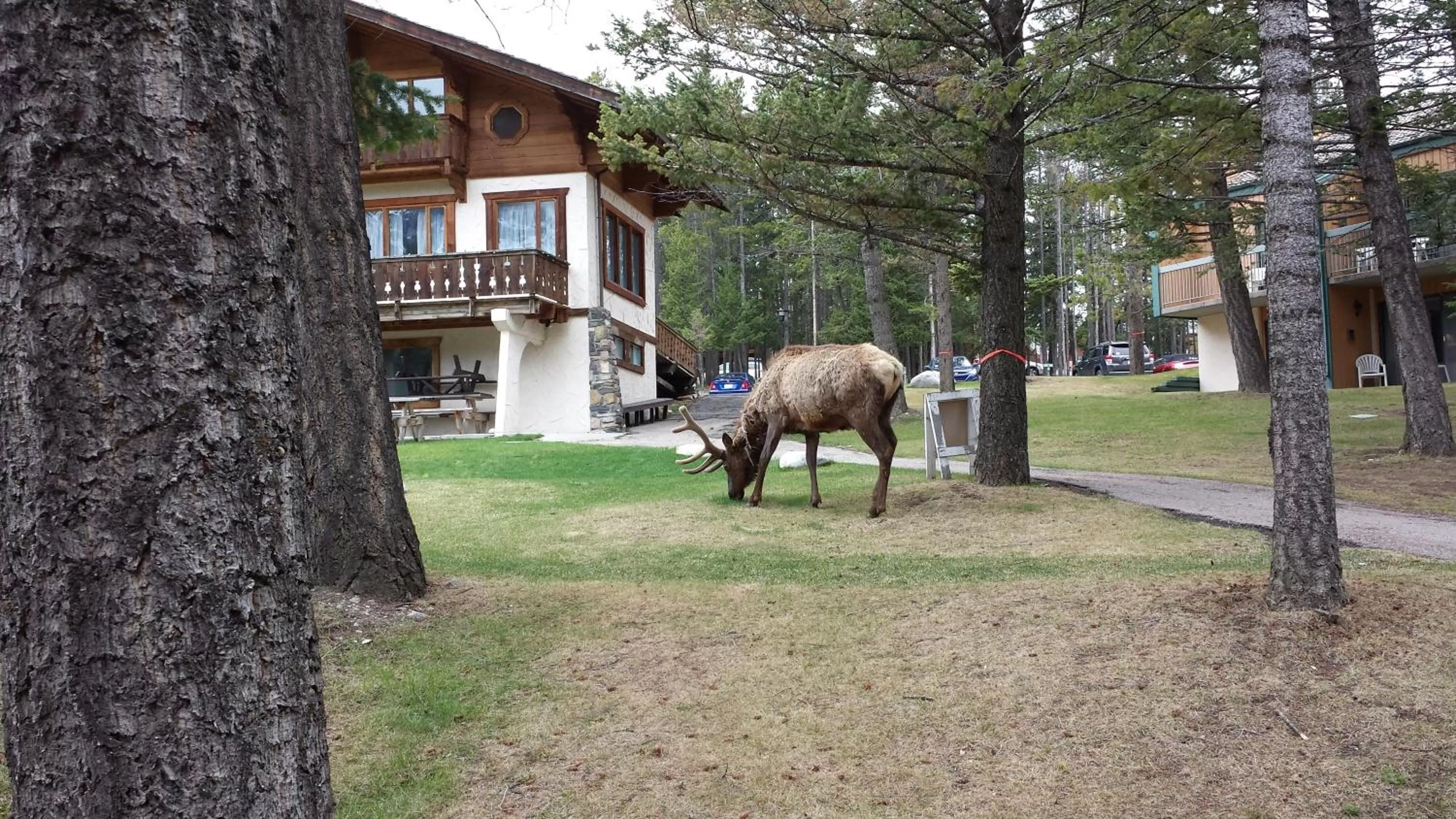 Facade/entrance in Douglas Fir Resort & Chalets