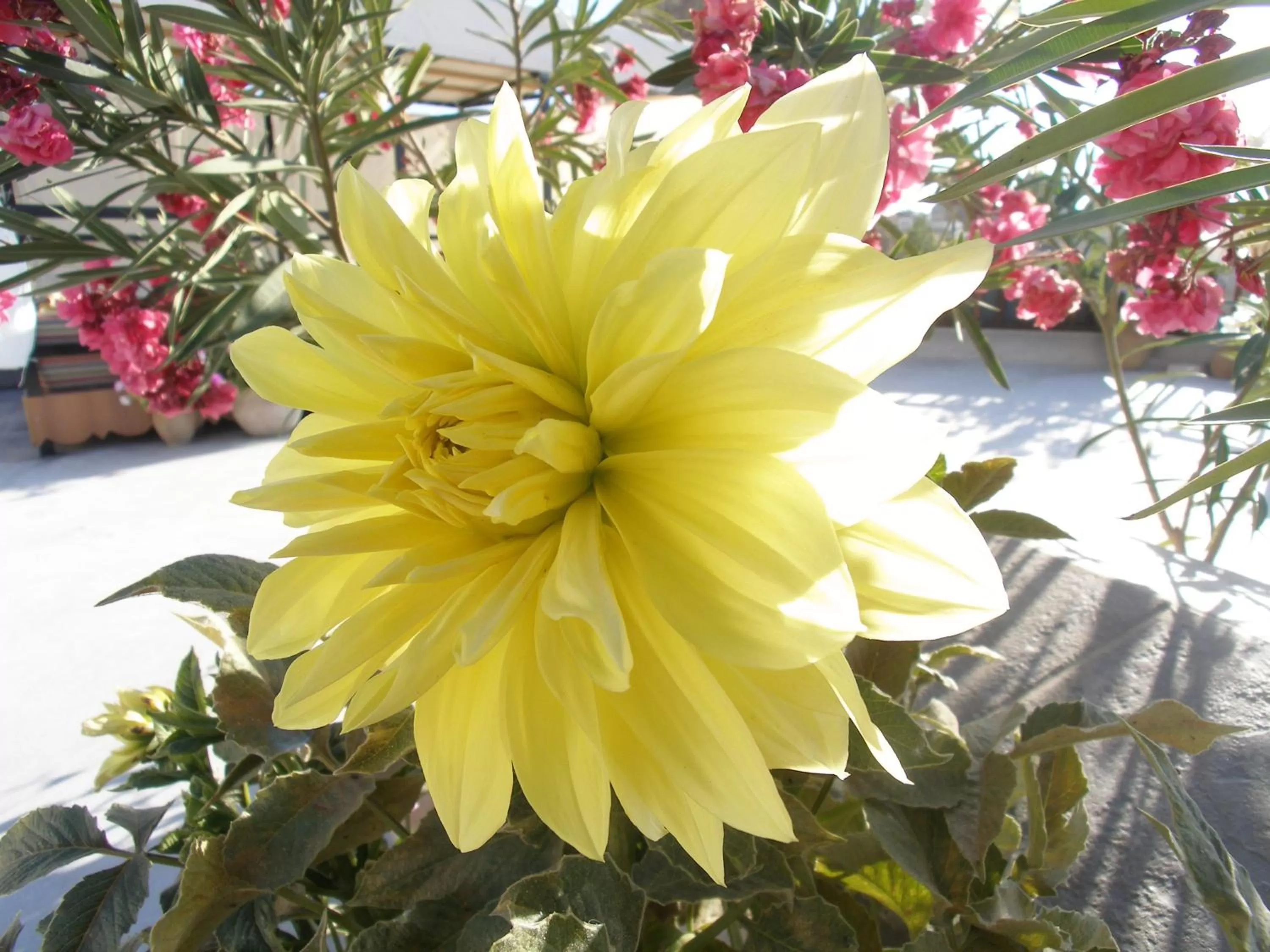 Balcony/Terrace in Arch Palace