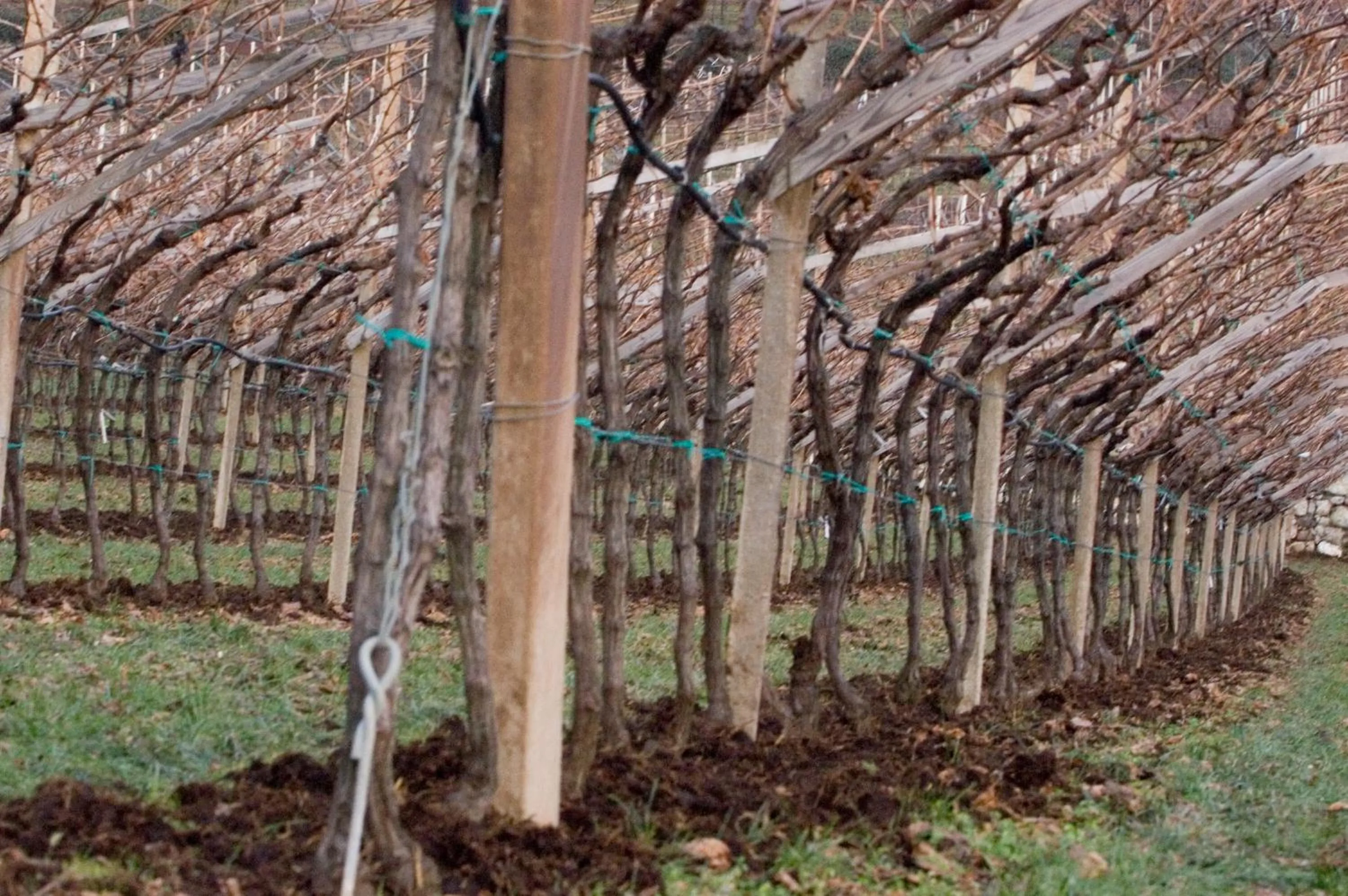 Activities in Villa Bertagnolli - Locanda Del Bel Sorriso