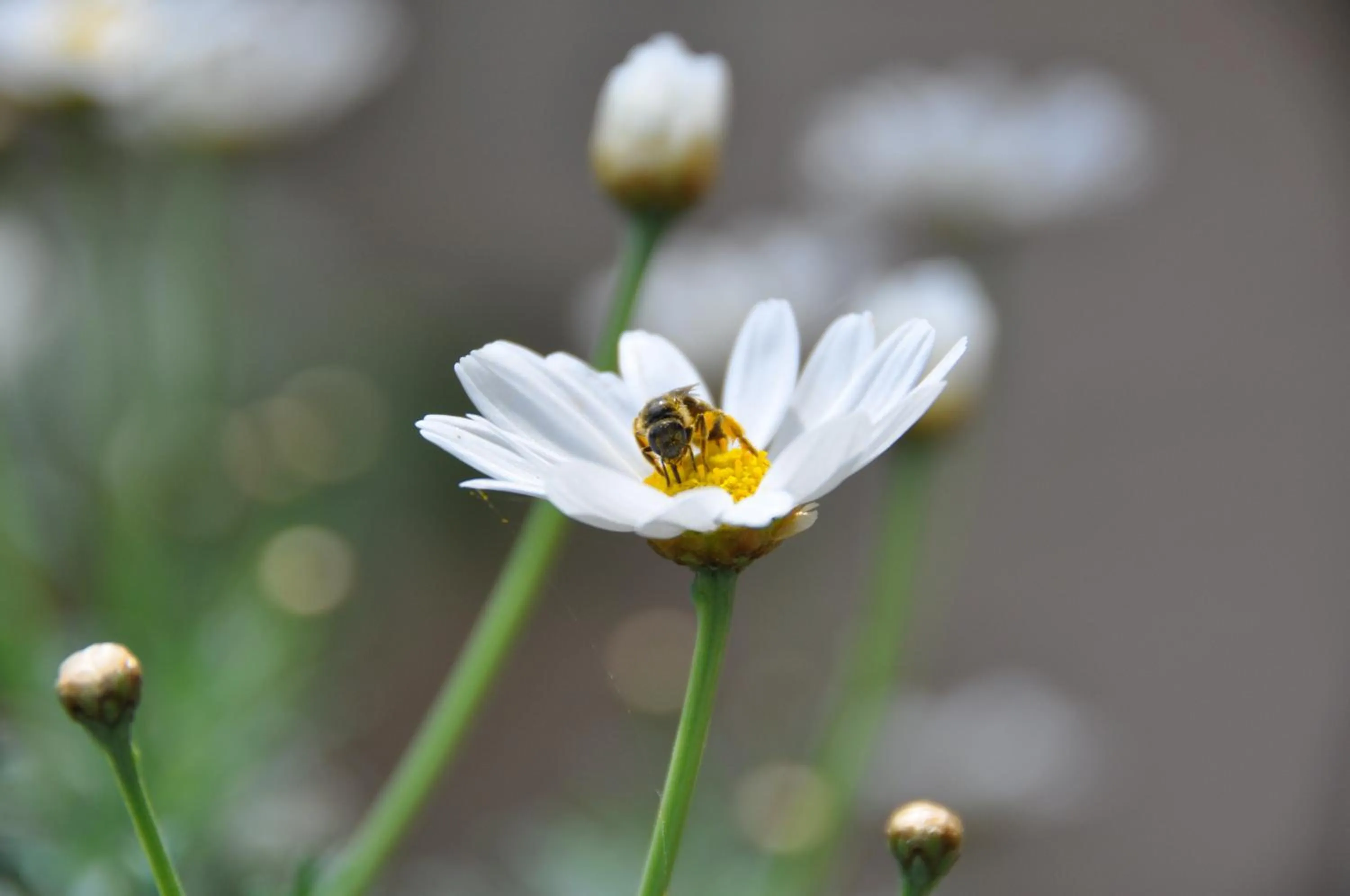 Area and facilities in La Cigalière