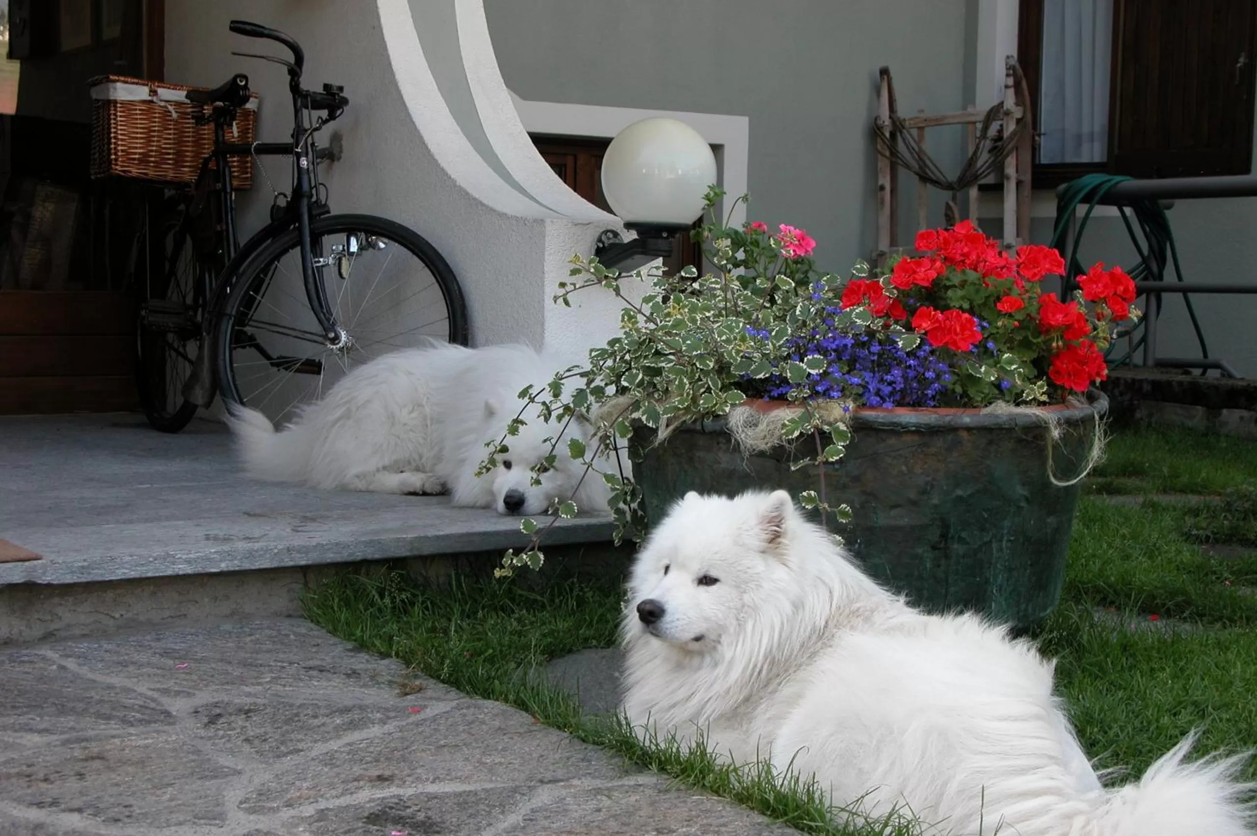 Pets in Hotel Nevada