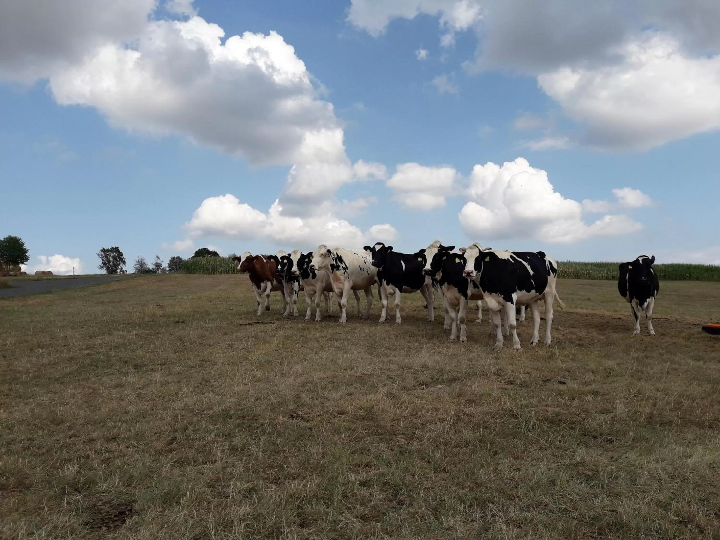 Animals in kleinHOTEL Steinau-Rabenstein GbR