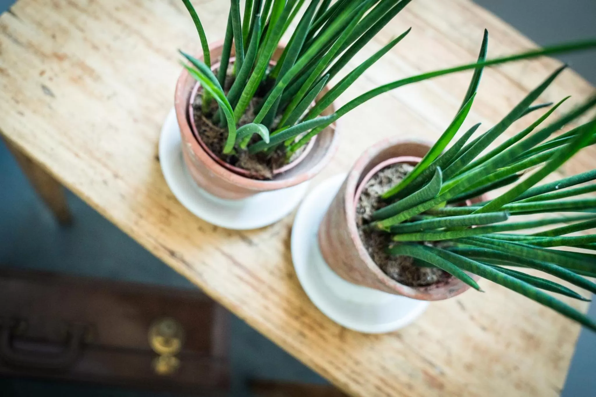 Food in B&B Buytenshuys