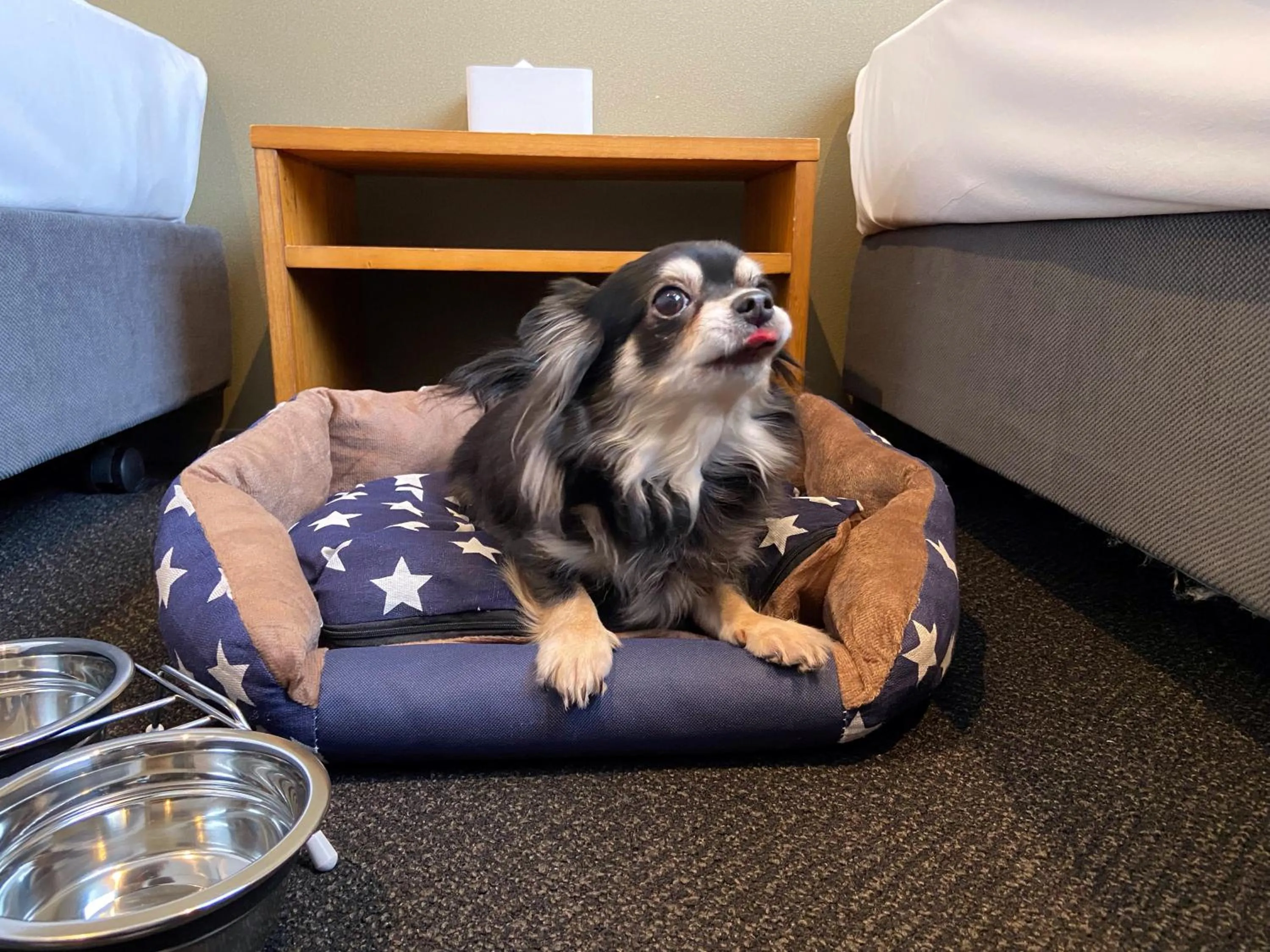 Pets in IMANO OSAKA SHINSAIBASHI HOSTEL