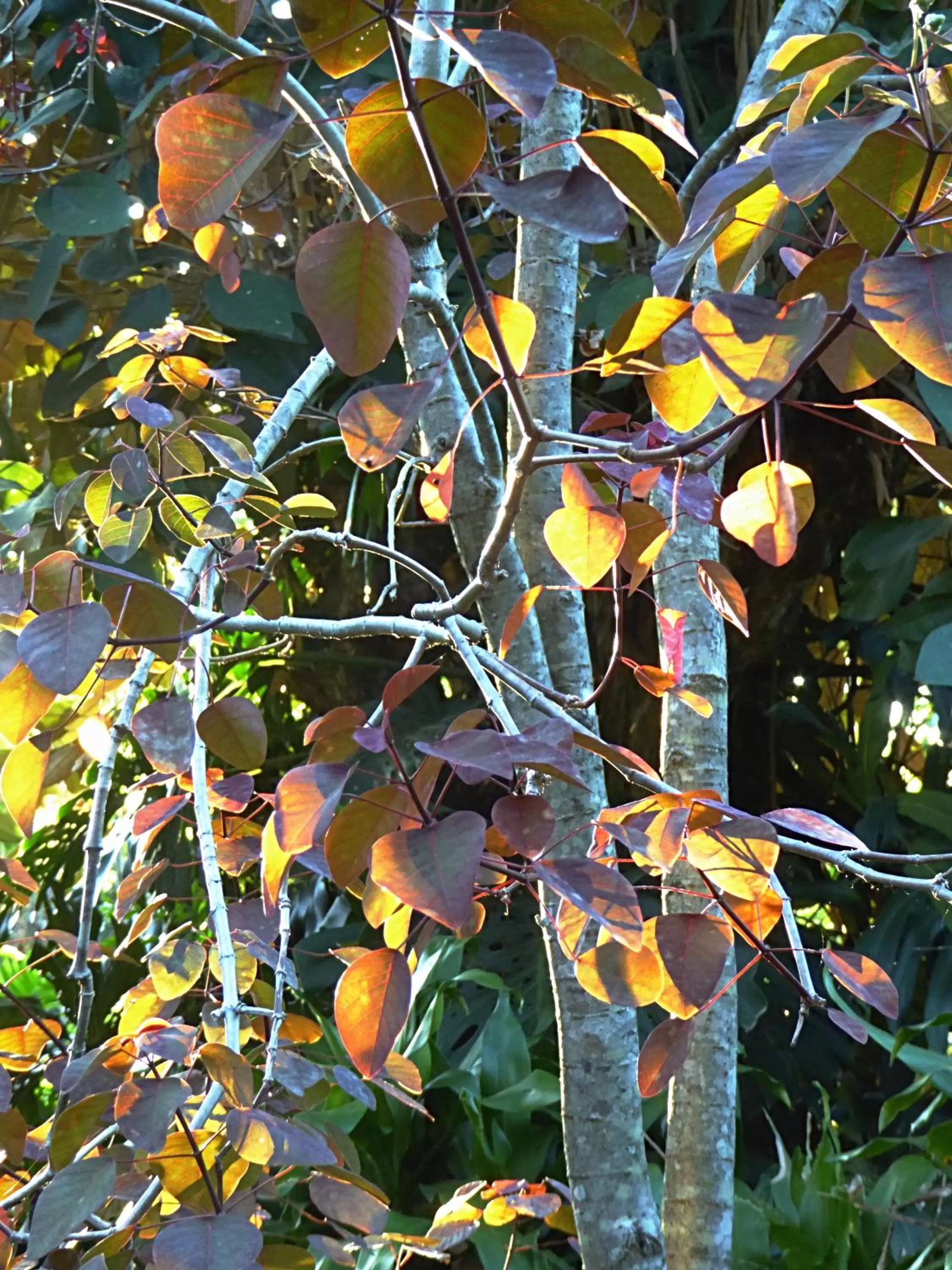 Garden in Pura Vida Hotel