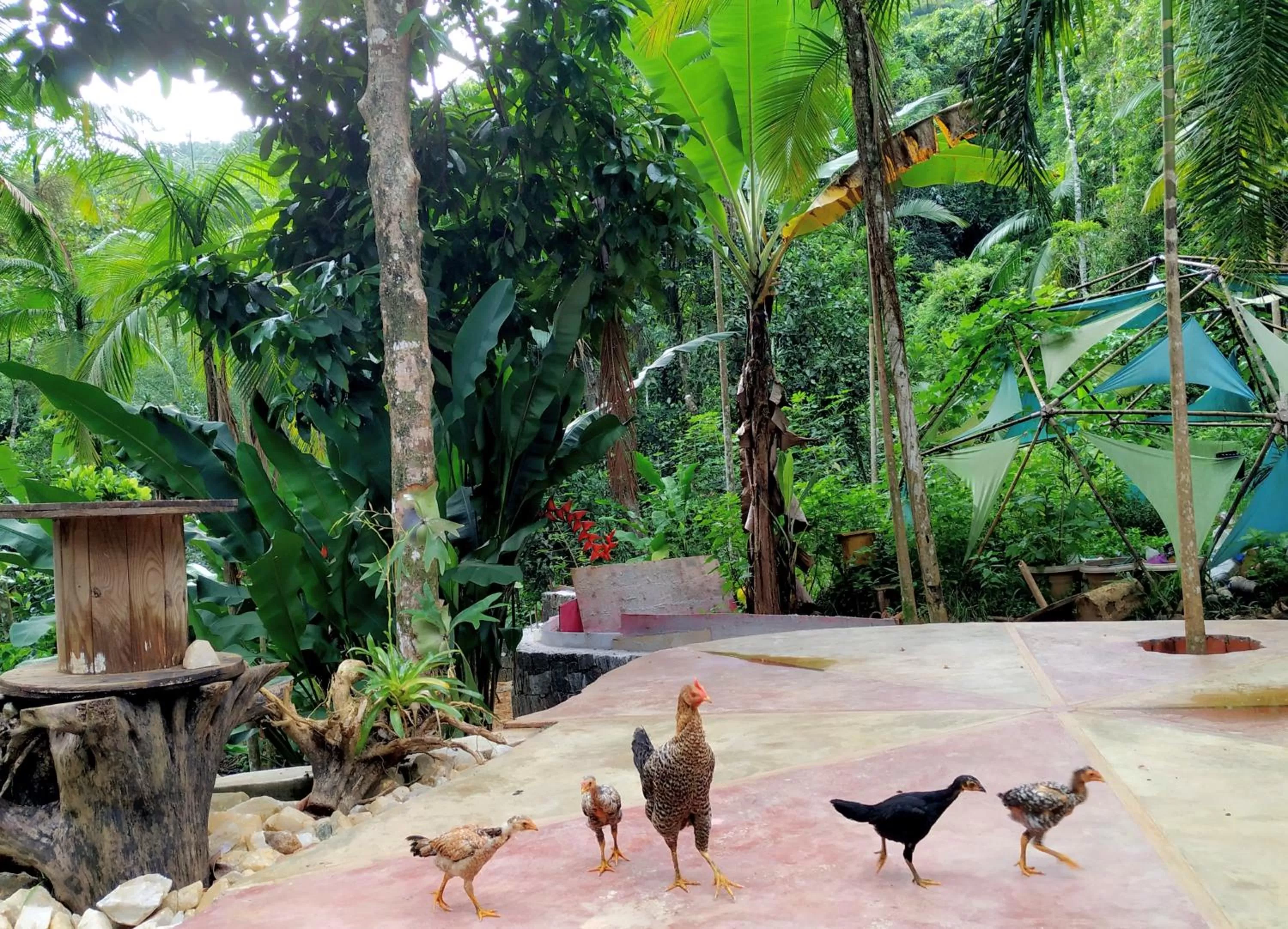 Other Animals in Sitio Simple Life