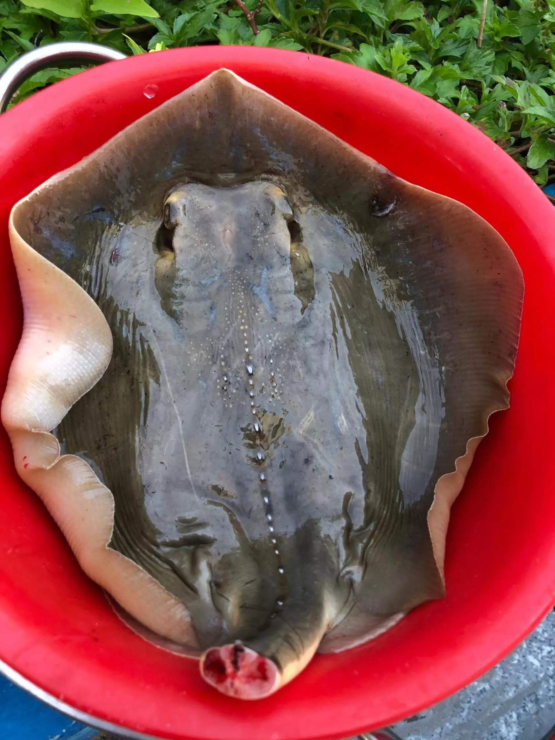 Fishing, Other Animals in Hoa Loi resort, Song Cau-Phu Yen