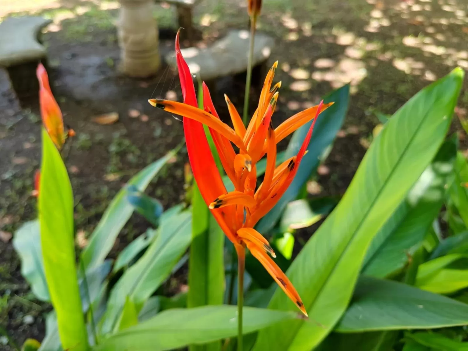 Property building, Garden in Hotel Catappa