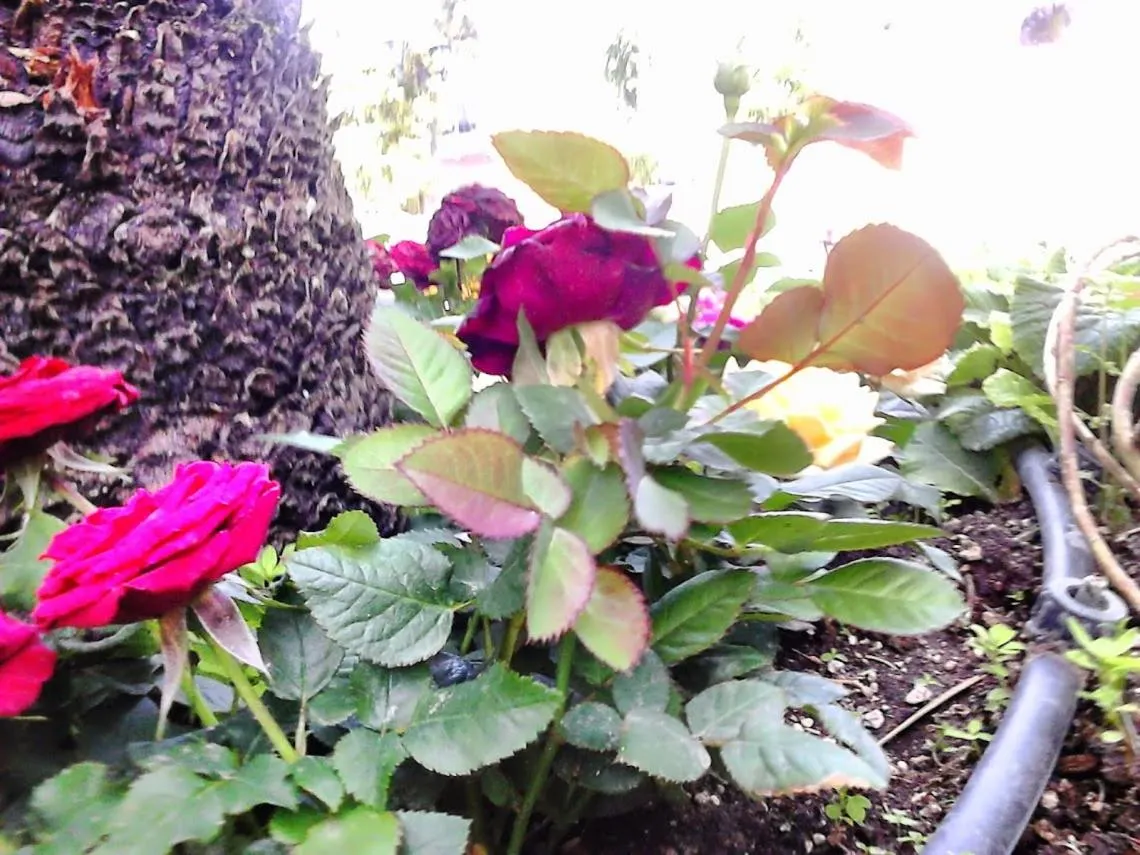 Spring in Green Park Hotel