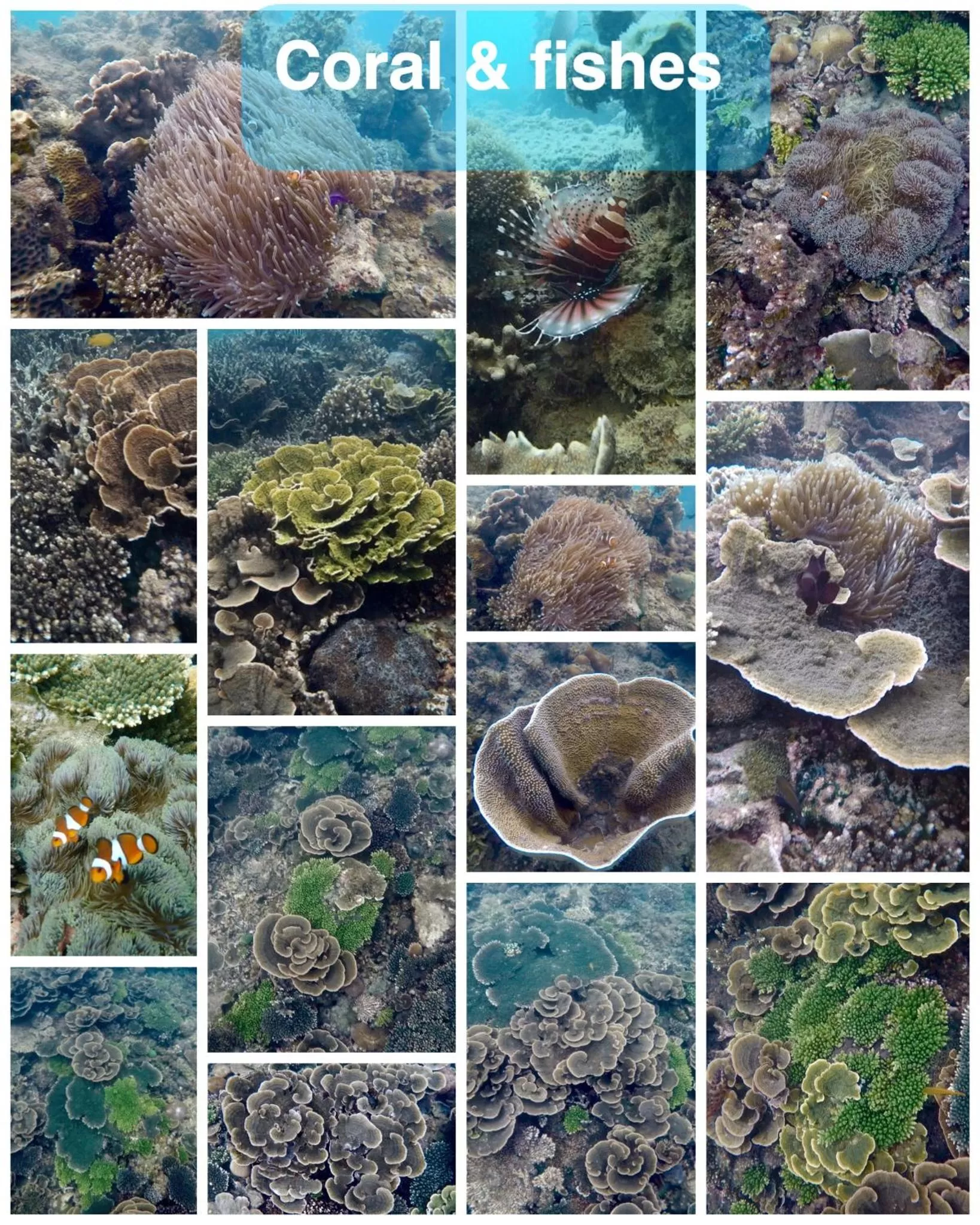 Dragon Pearl Beach Resort