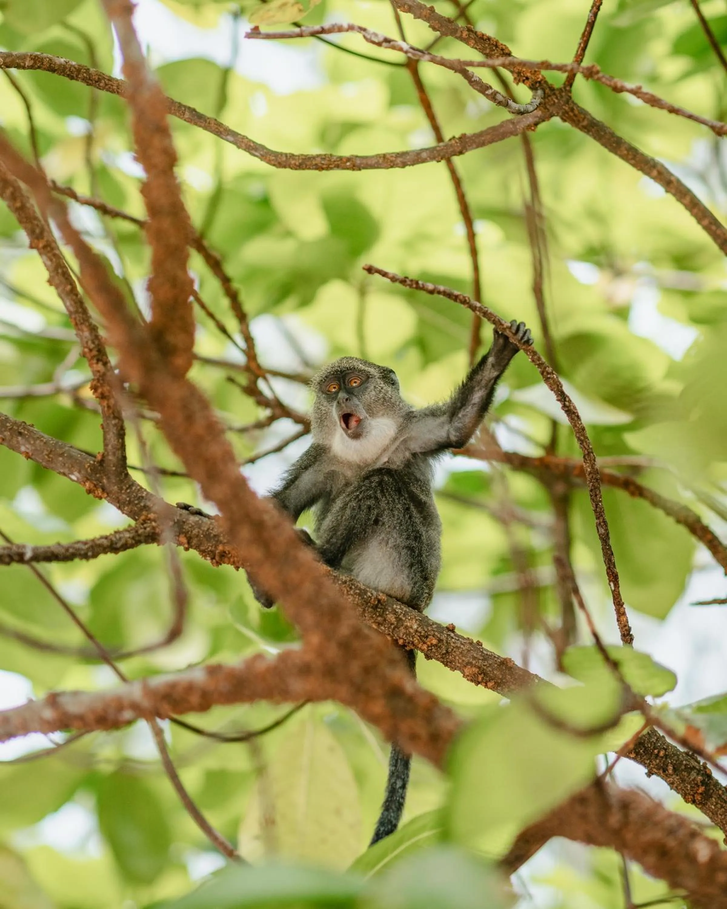 Animals in Hakuna Majiwe Beach Lodge