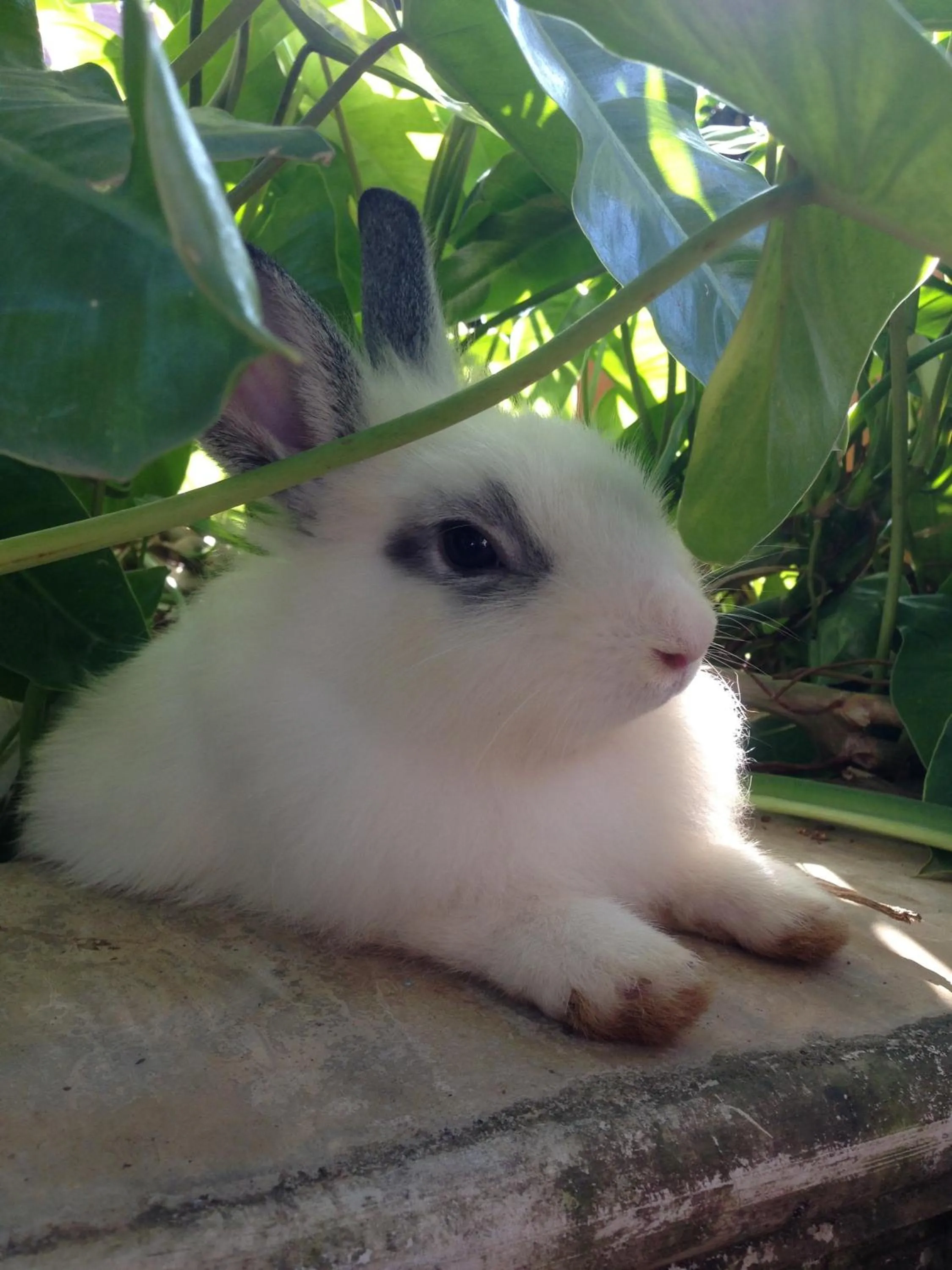 Pets in Ruean Thai Hotel