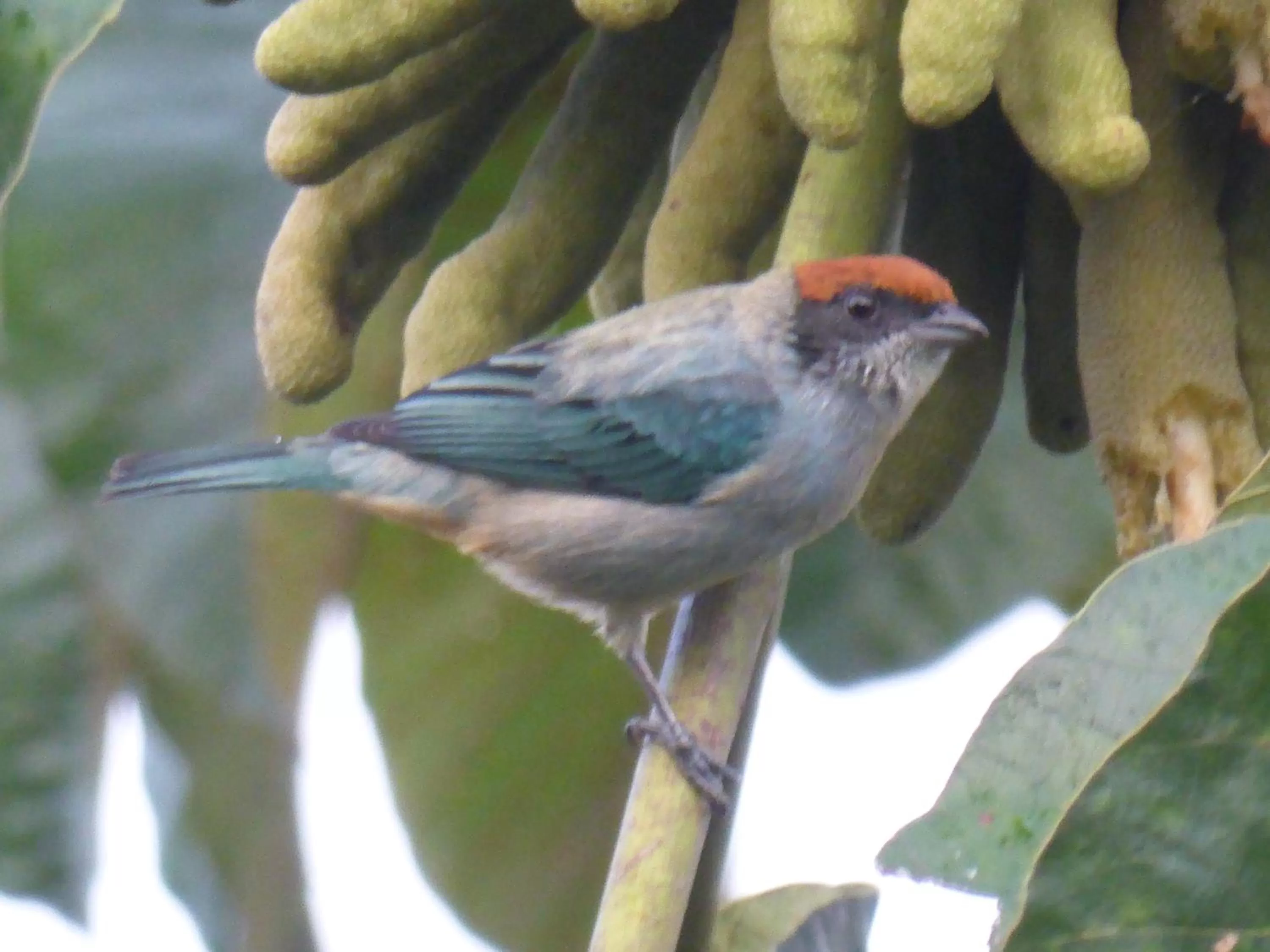 Other Animals in Mirador Finca Morrogacho