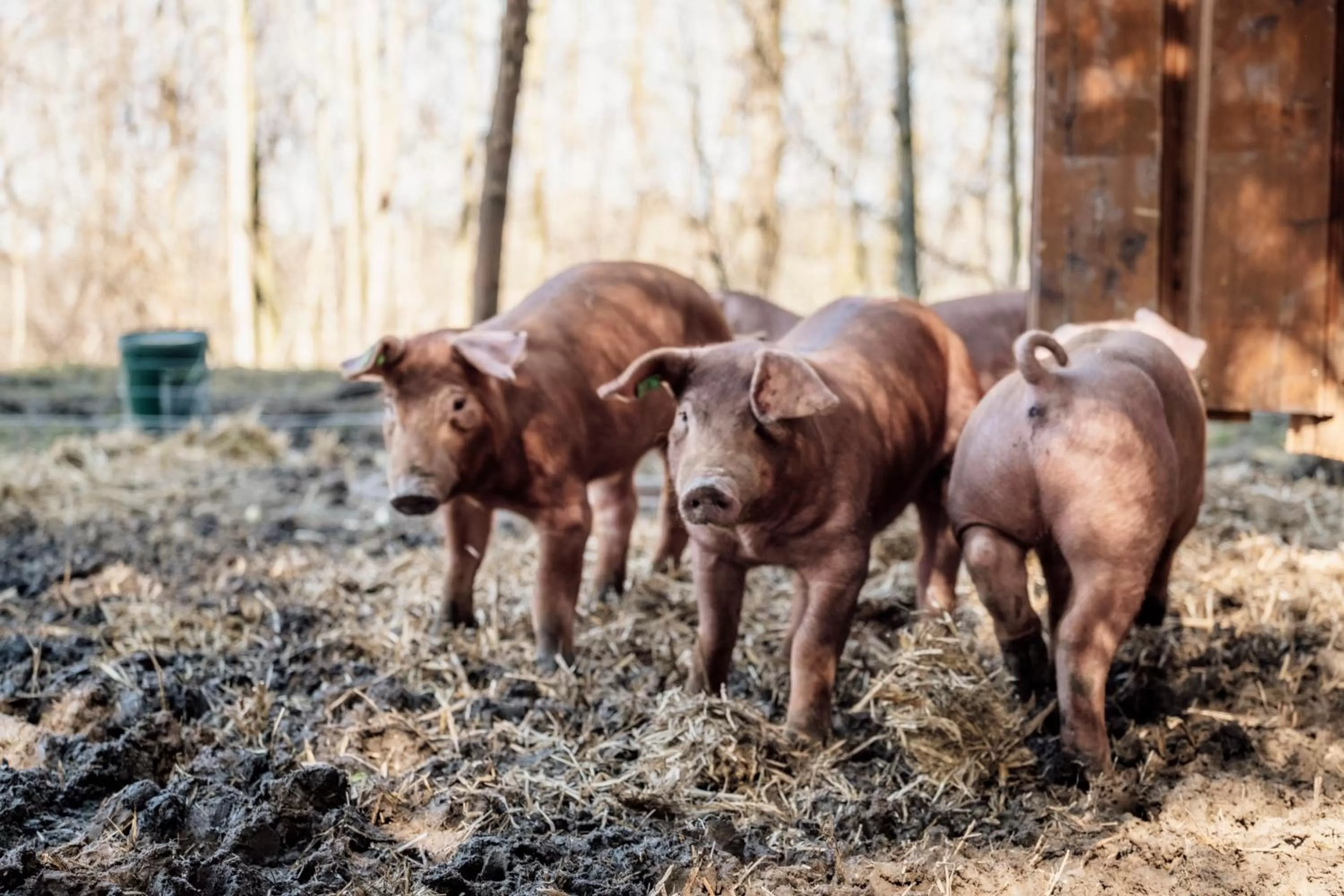 Animals in Hotel Aichingerwirt