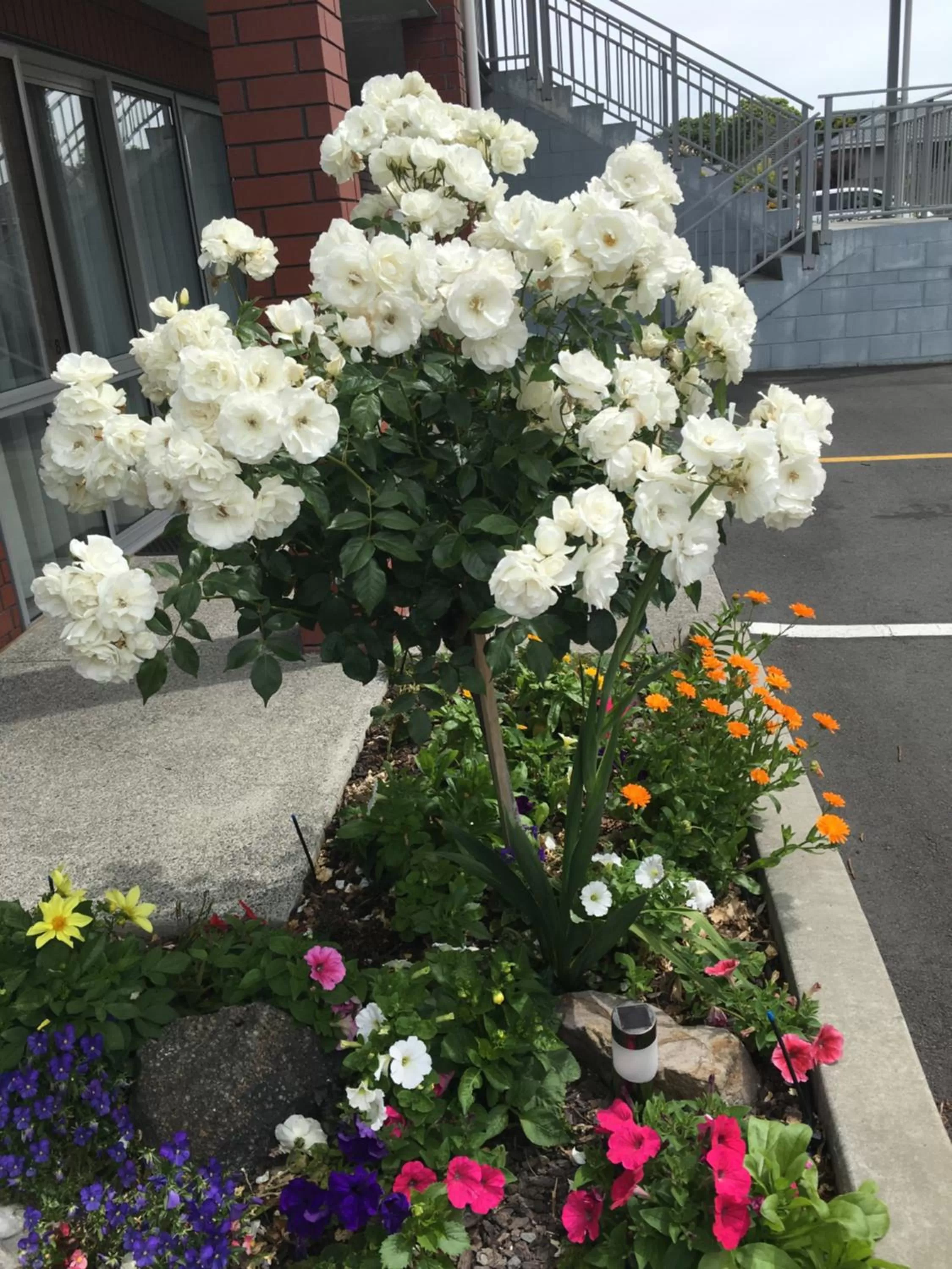 Garden in Cranford Oak Motel