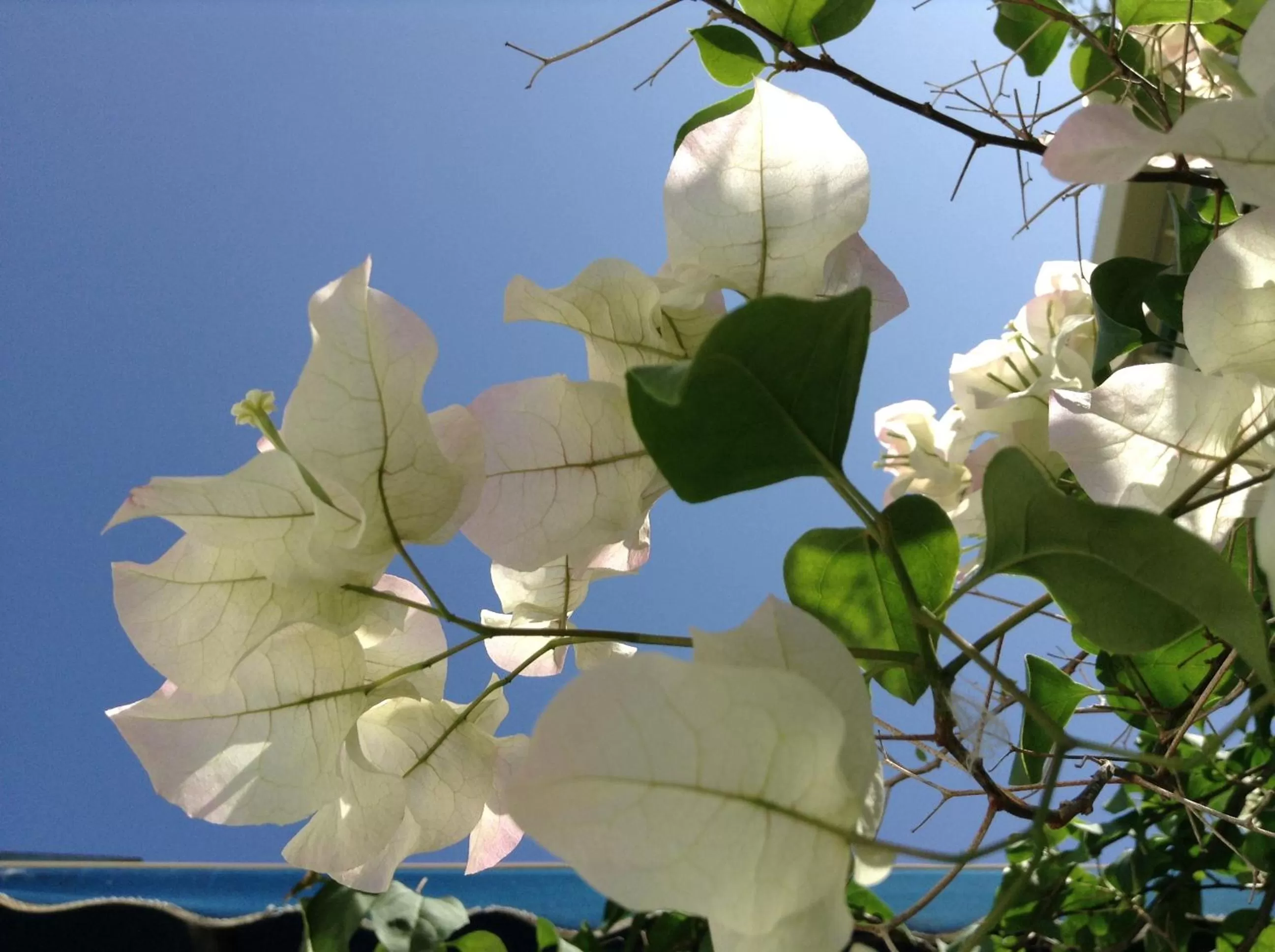 Natural landscape in At Wind Chimes Boutique Hotel