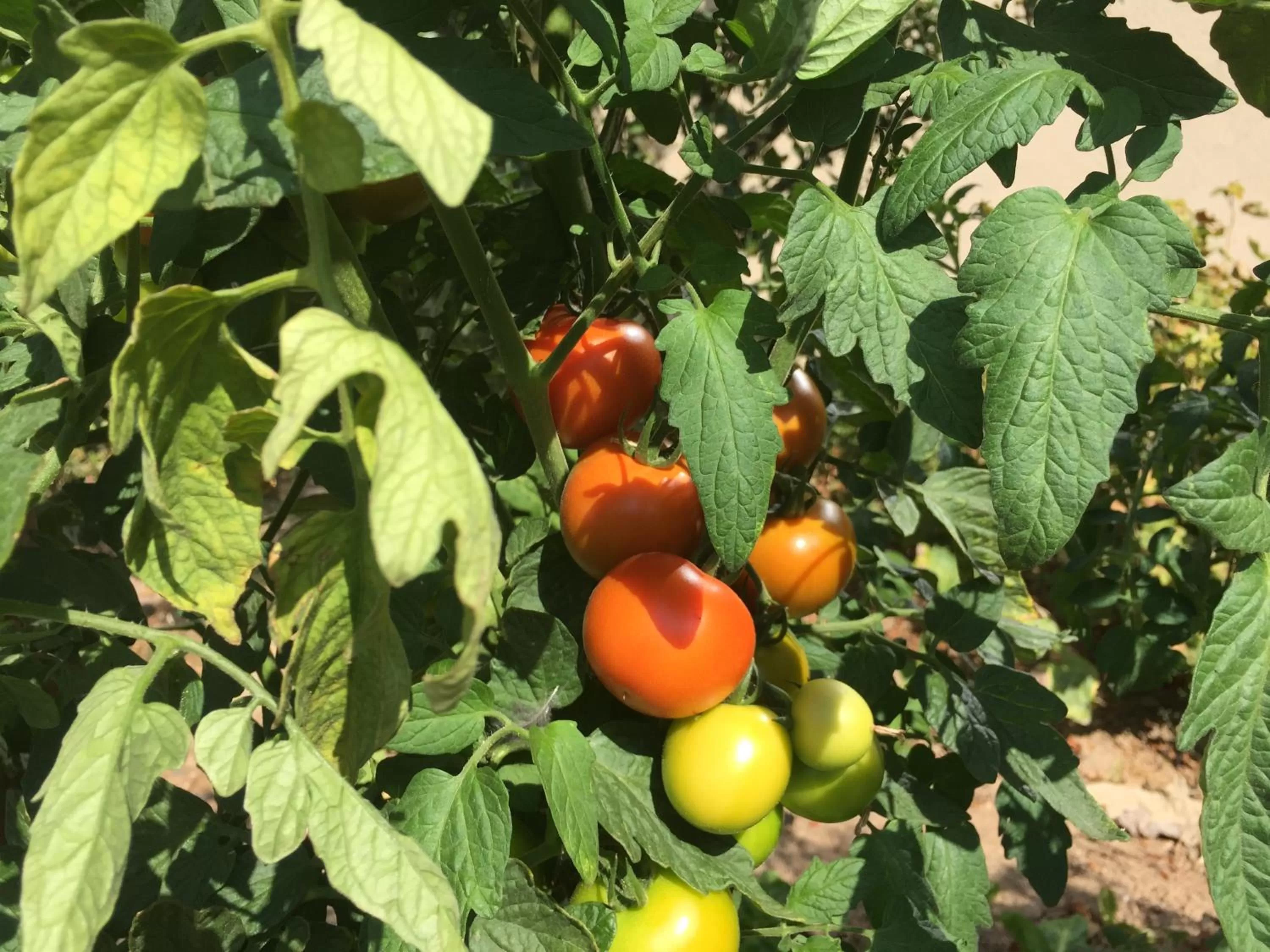 Summer in Jugendstil-Hof