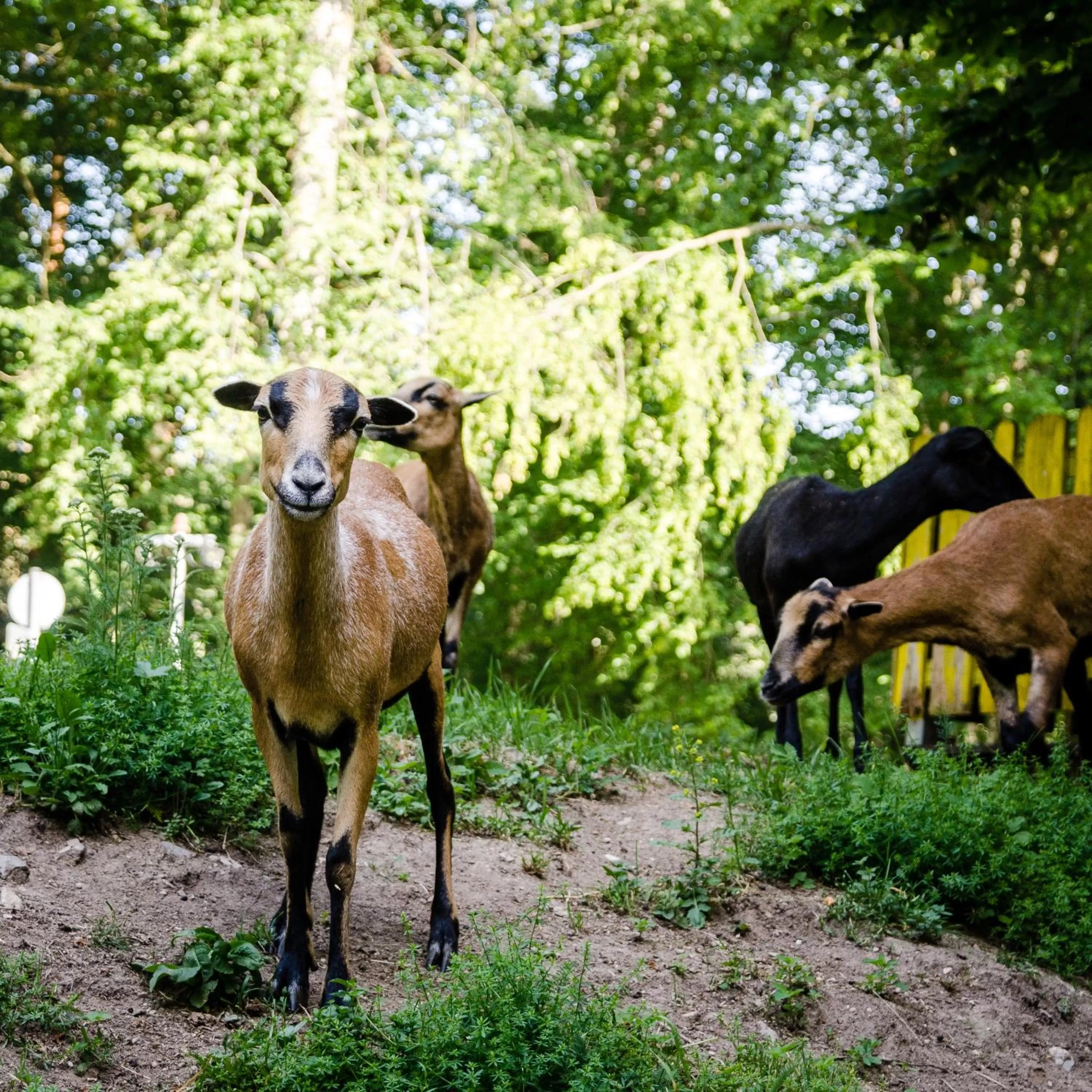 Animals, Other Animals in Wallfahrts-Gaststätte Heilbrünnl