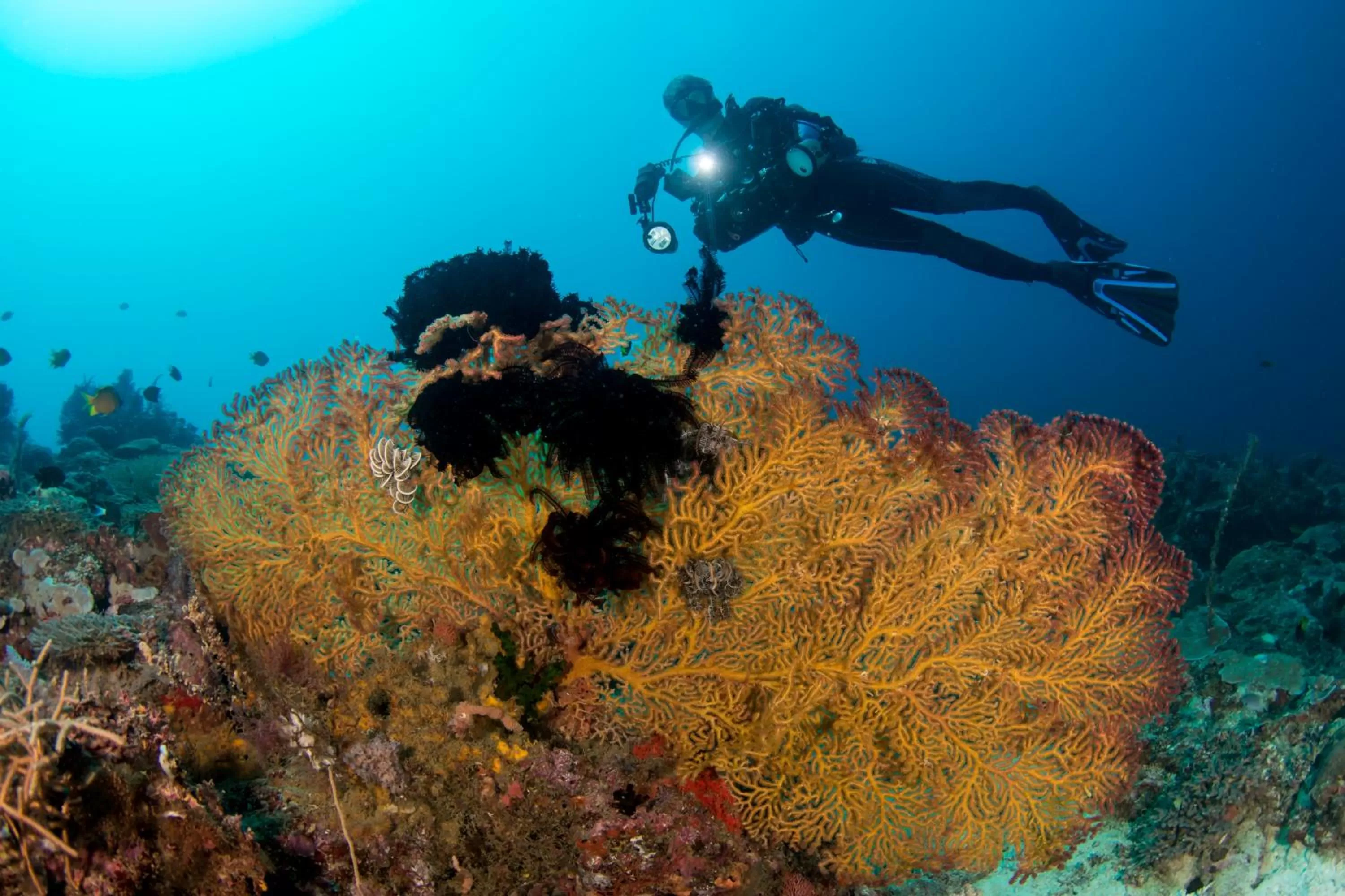 Diving in Punta Bulata White Beach Resort & Spa