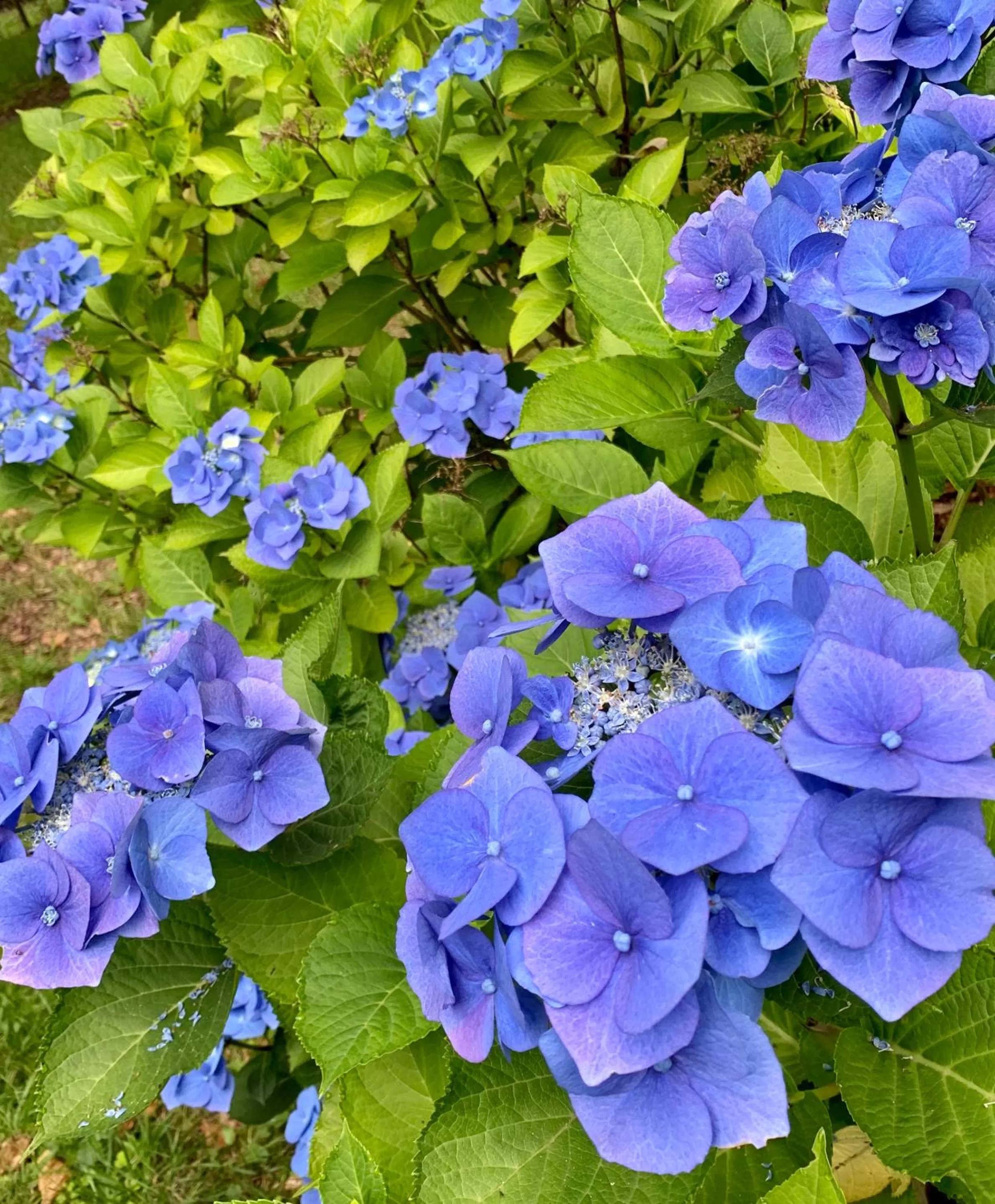 Garden in West Plean House