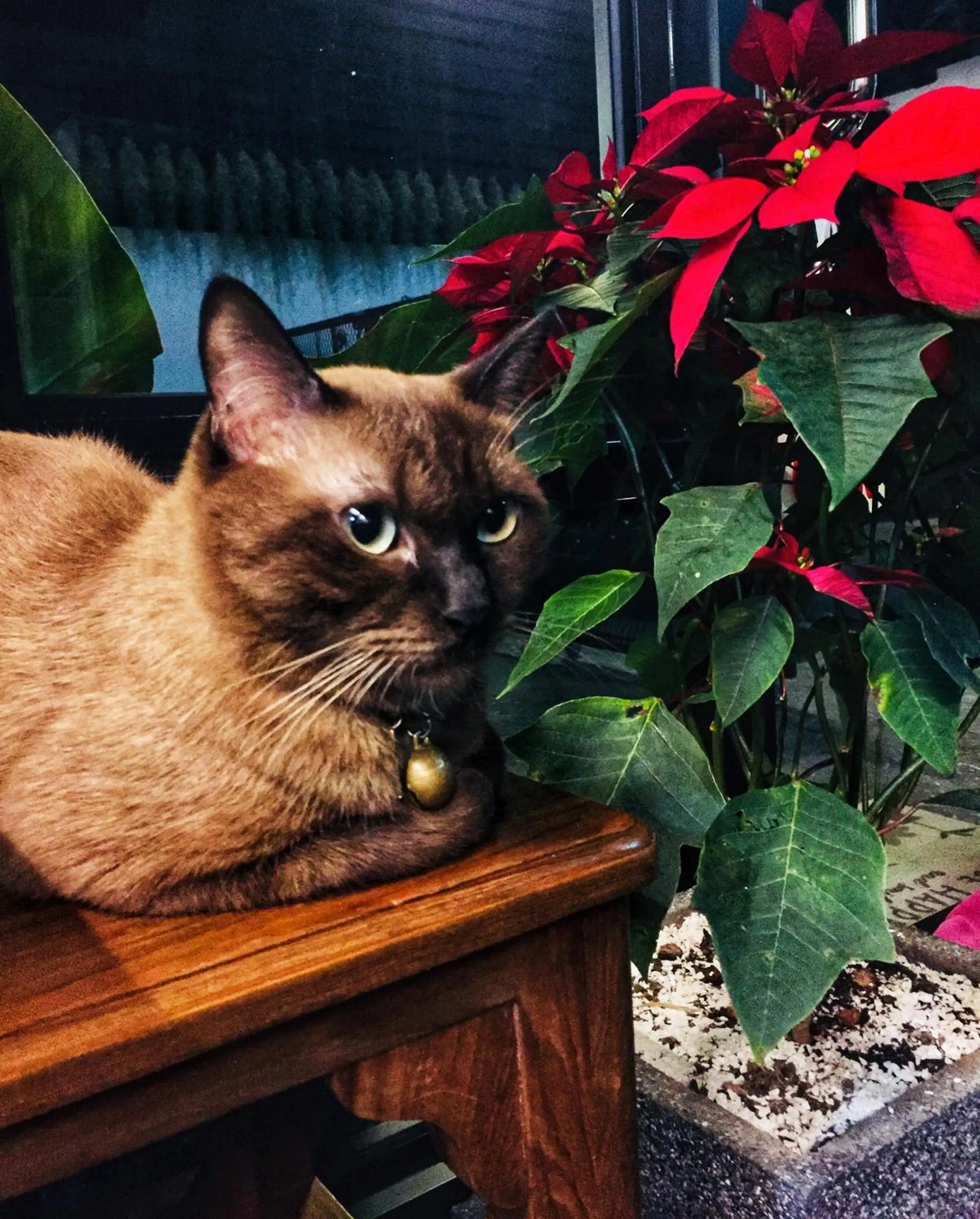 Pets in Baan Lung Poshtel