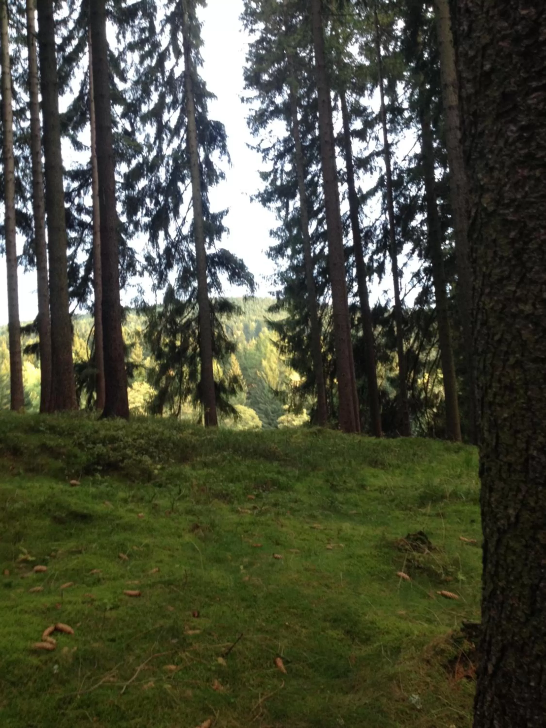 Natural landscape, Garden in Pension U Jelinka