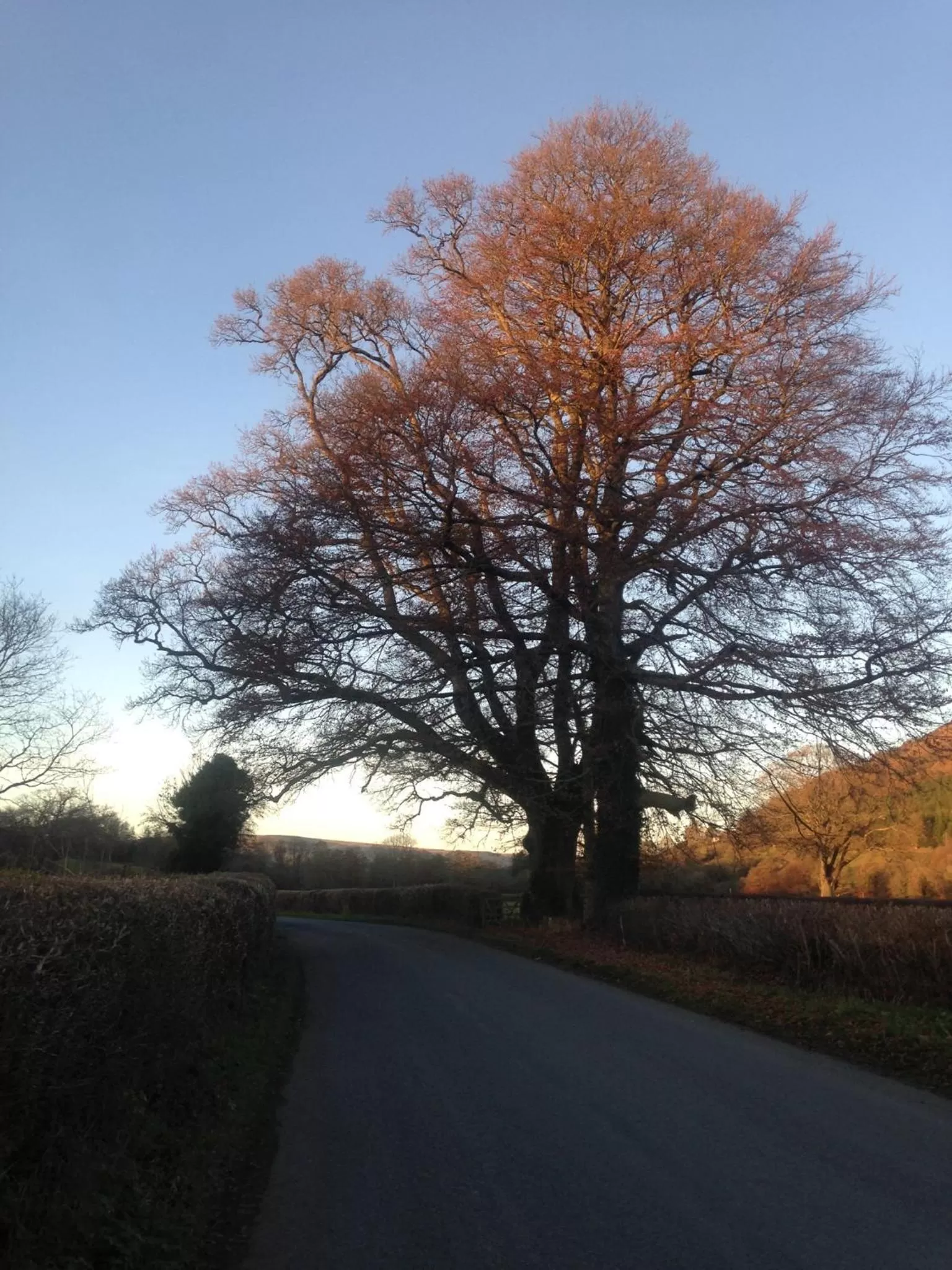 Natural landscape in Henllys Estate B and B