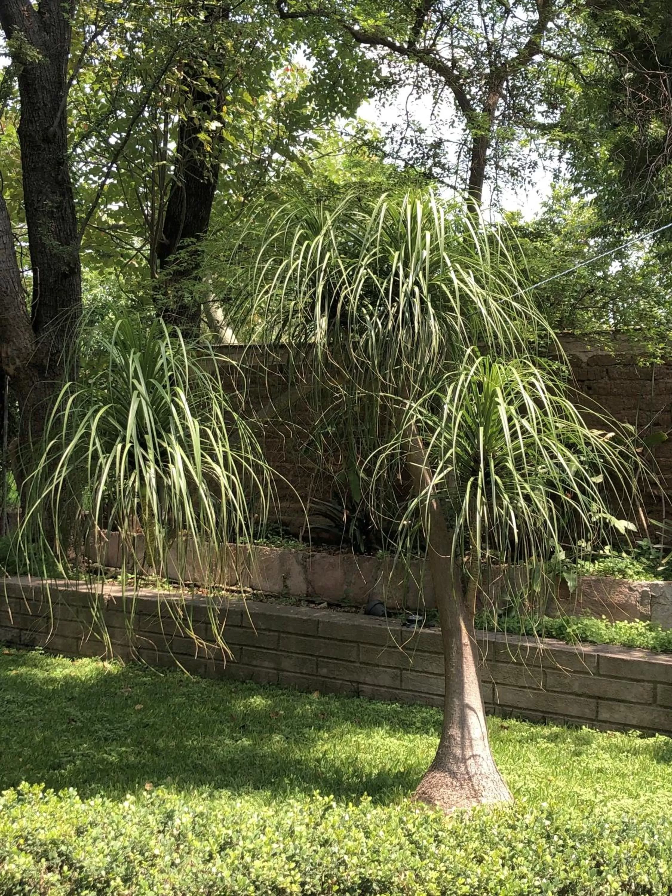Garden in Casa del Retoño
