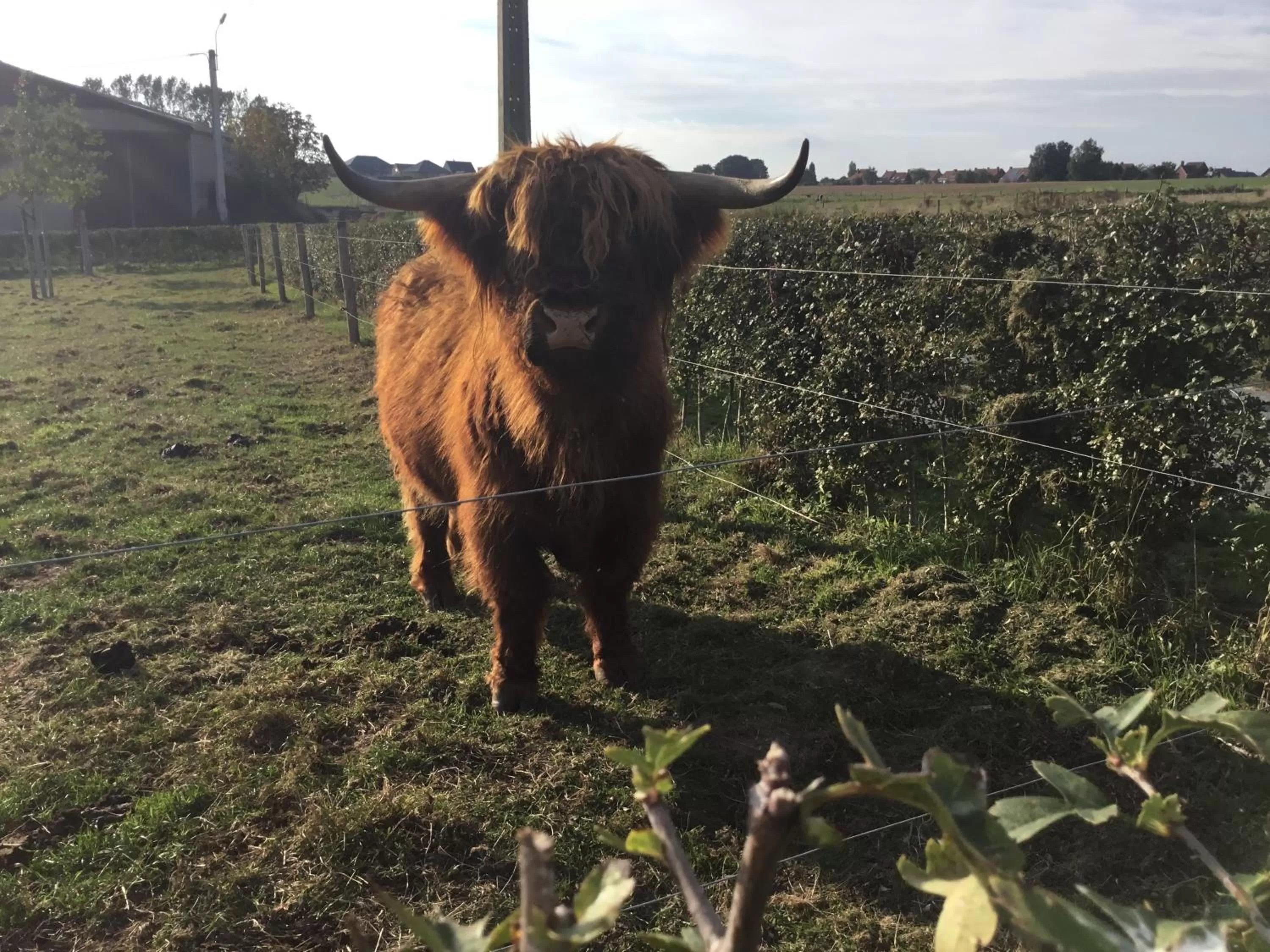 Pets in De Kouterhoeve