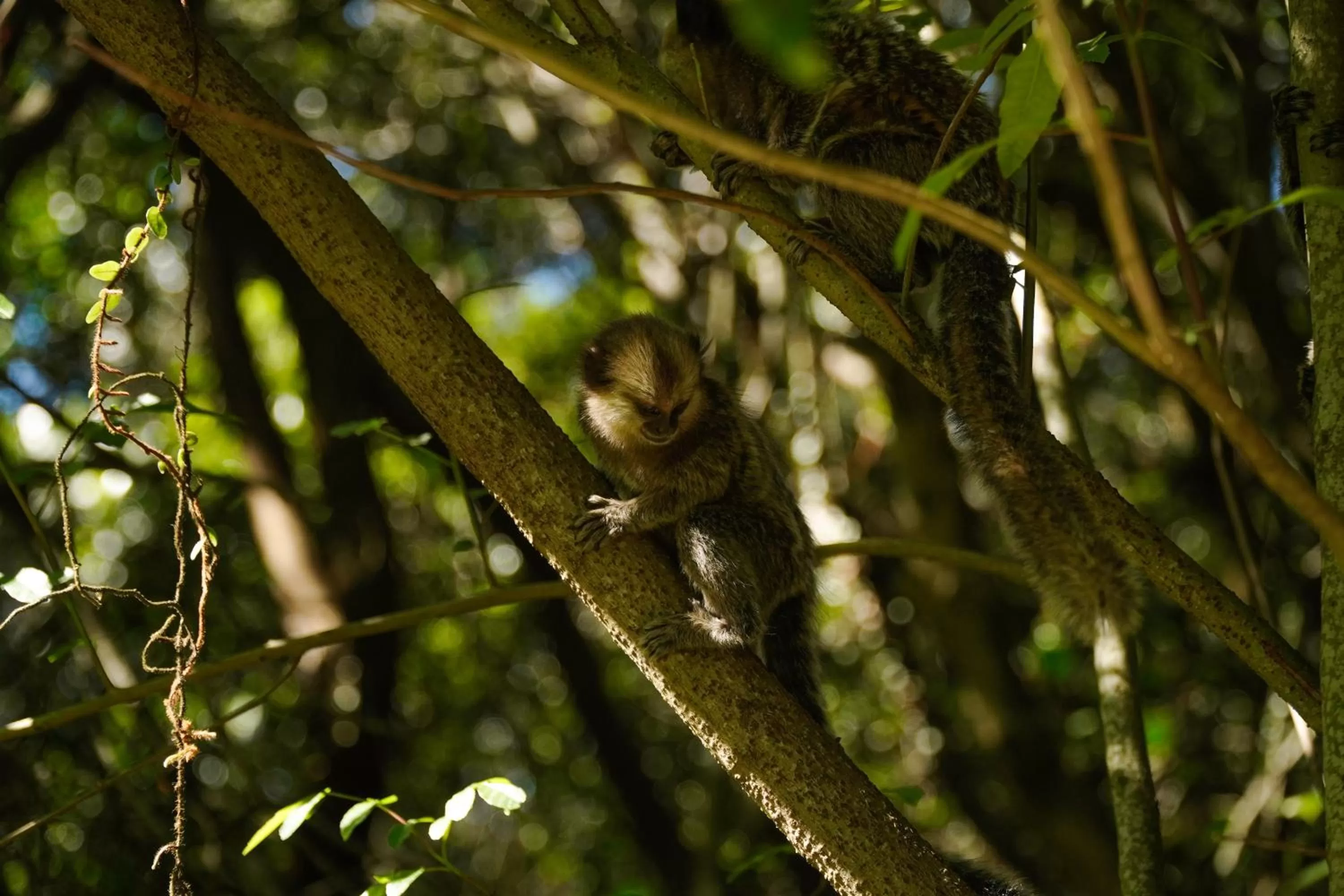 Animals, Other Animals in Pousada Dunasol Floripa