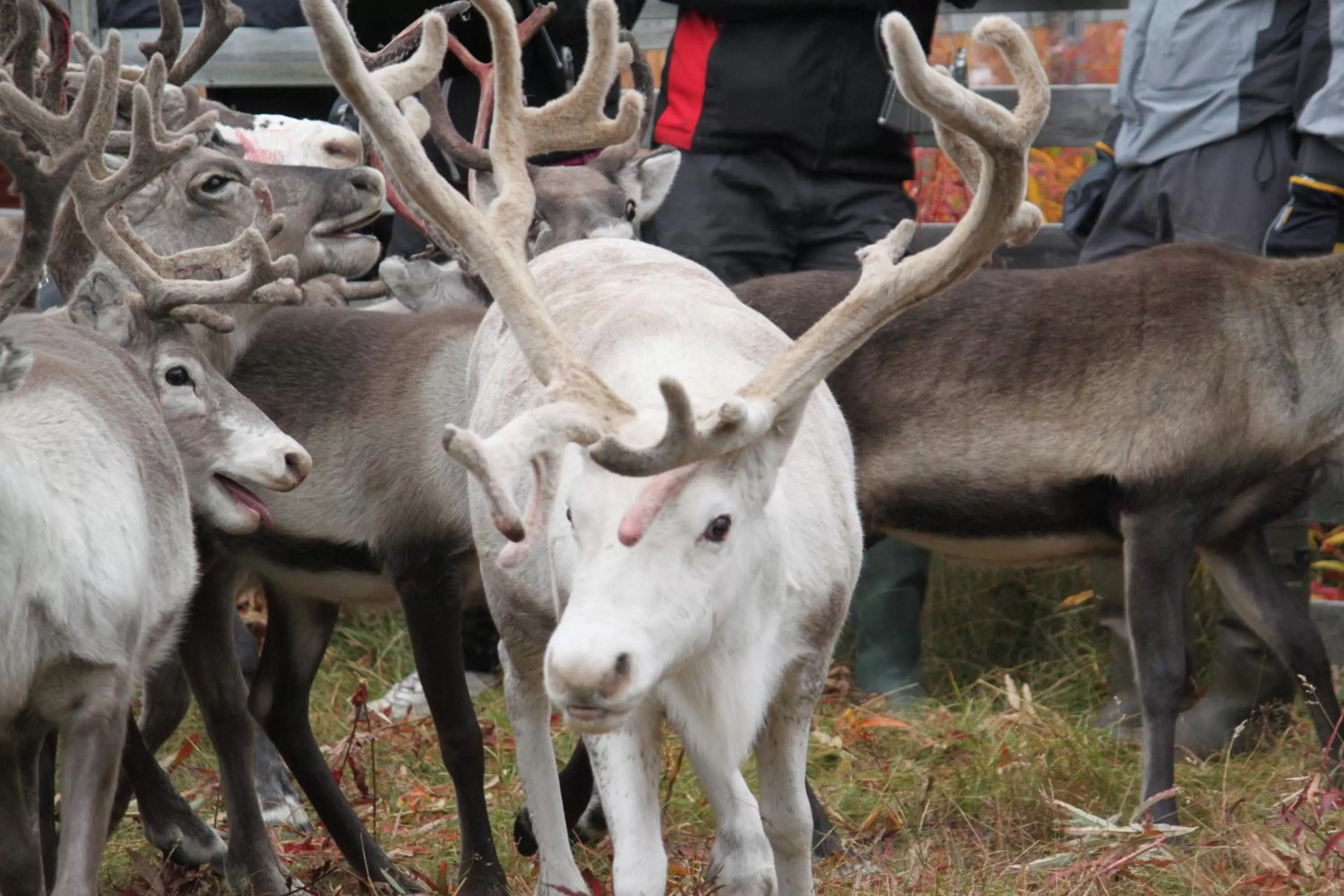 Animals in Peace & Quiet Hotel