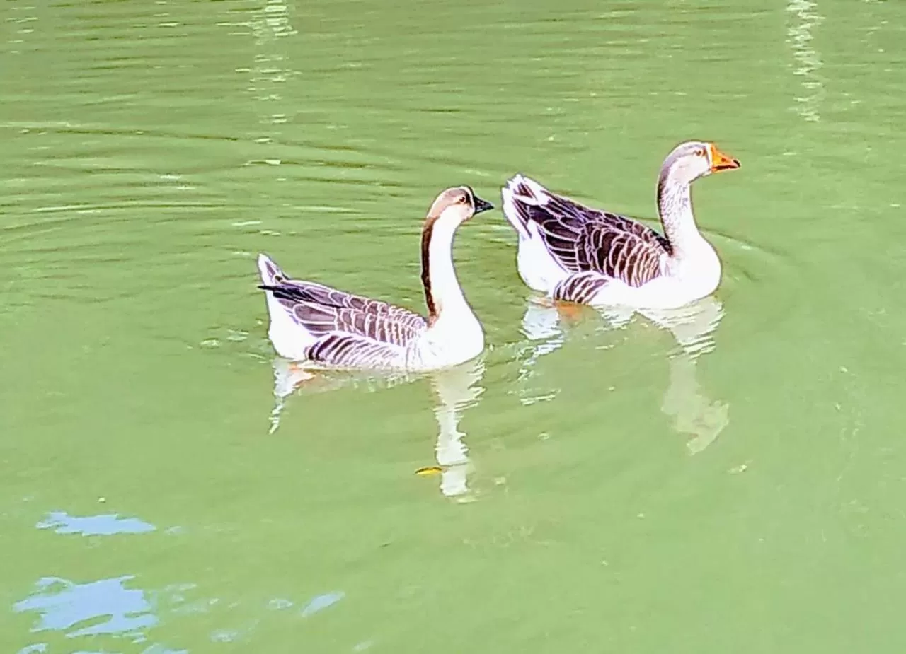 Animals, Other Animals in Pousada Trem Chic