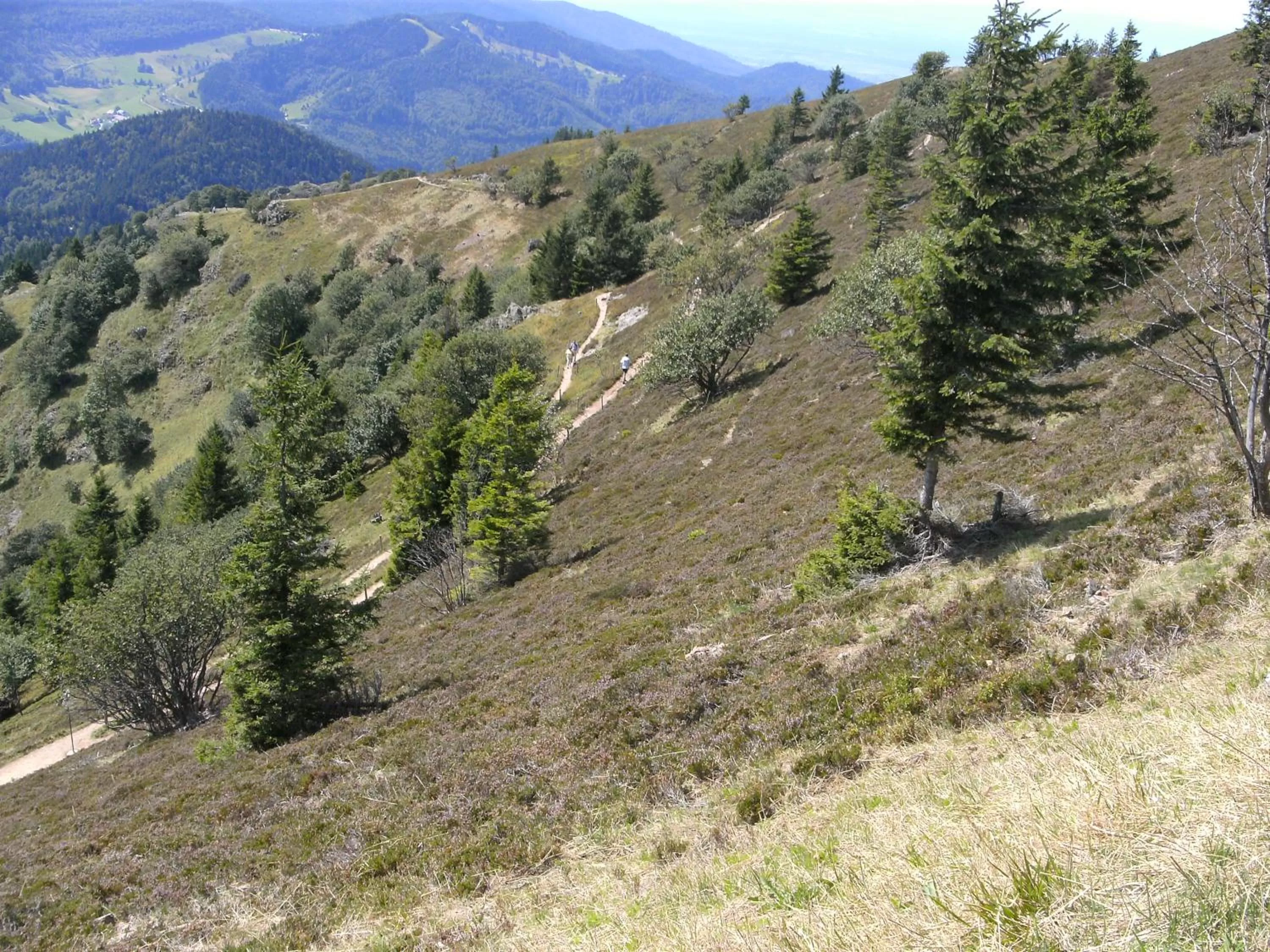 Natural landscape in ZUR TRAUBE Schwarzwaldhotel & Restaurant am Titisee