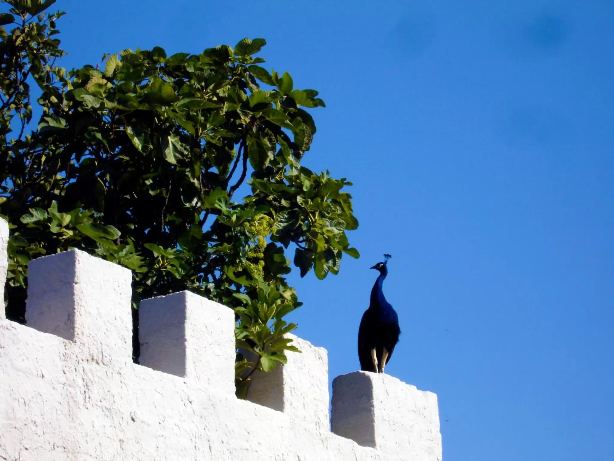 Facade/entrance in Candalù - Villa Giardinata