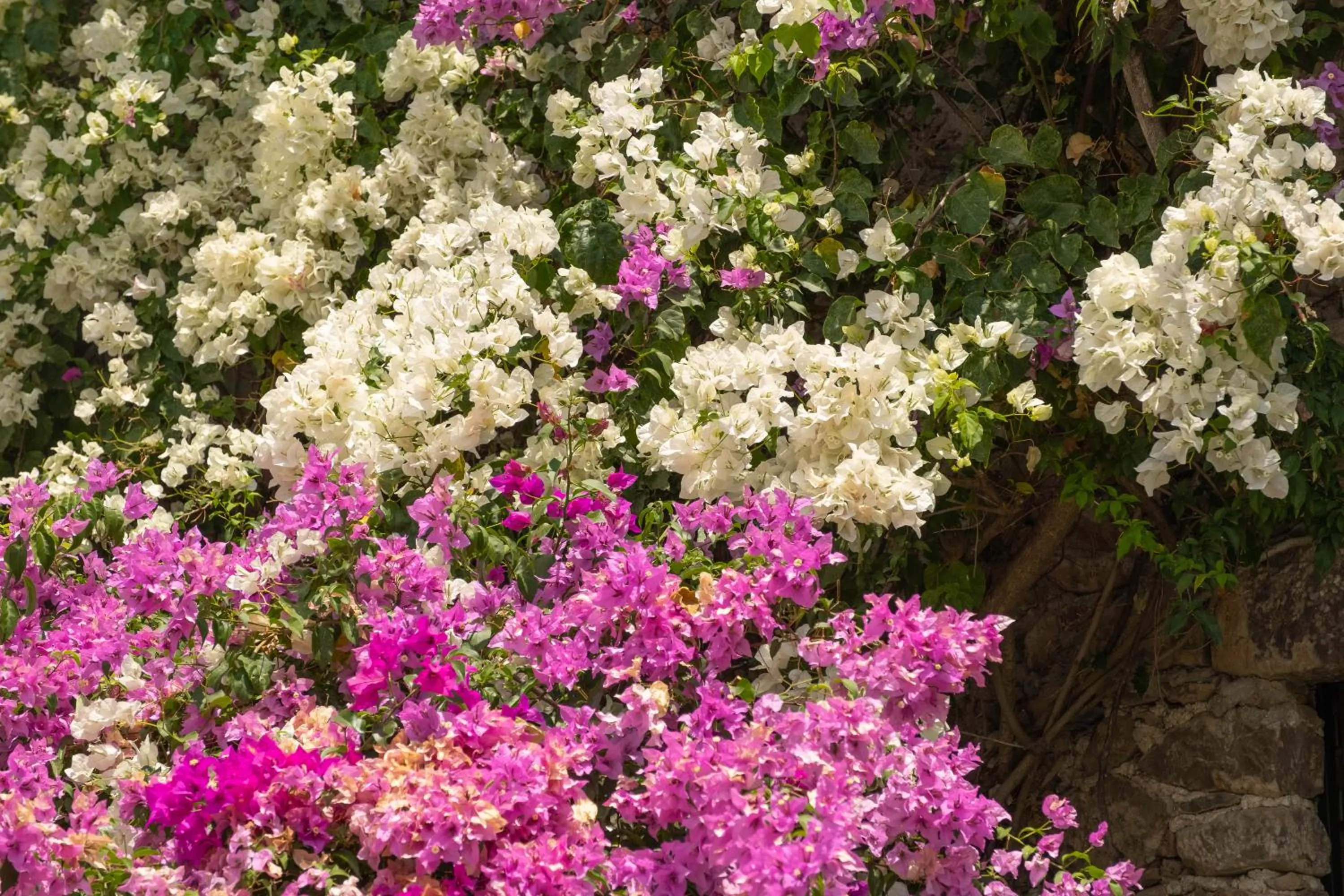 Garden in Hotel Layseca