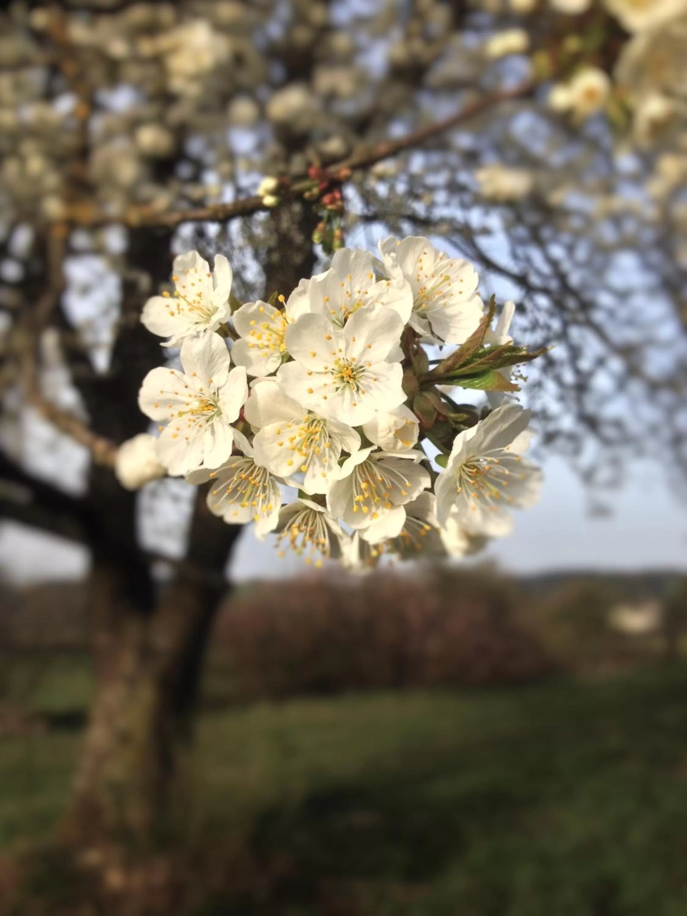 Spring, Other Animals in Gasthof Teufl