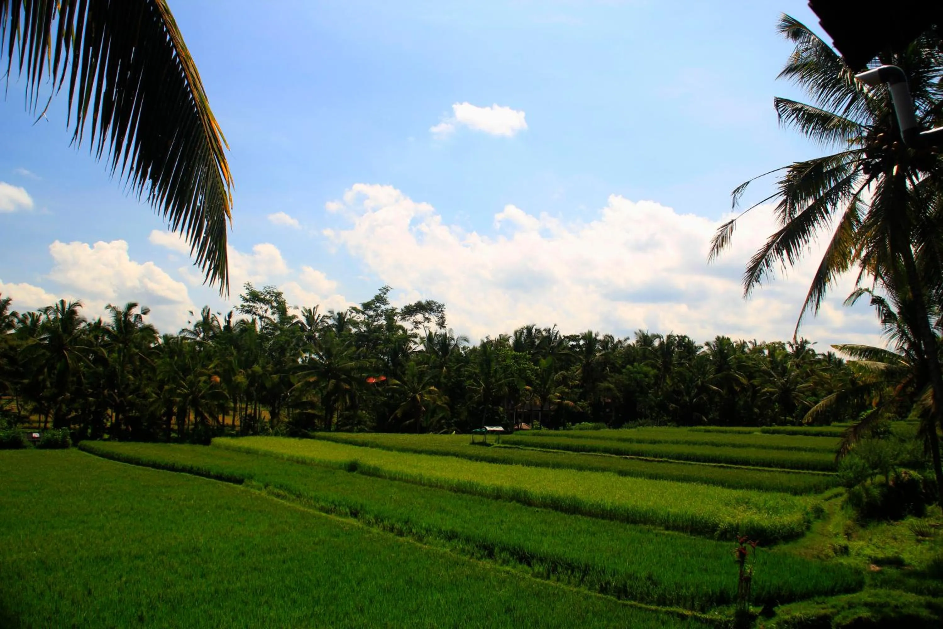 View (from property/room) in Junjungan Ubud Hotel and Spa