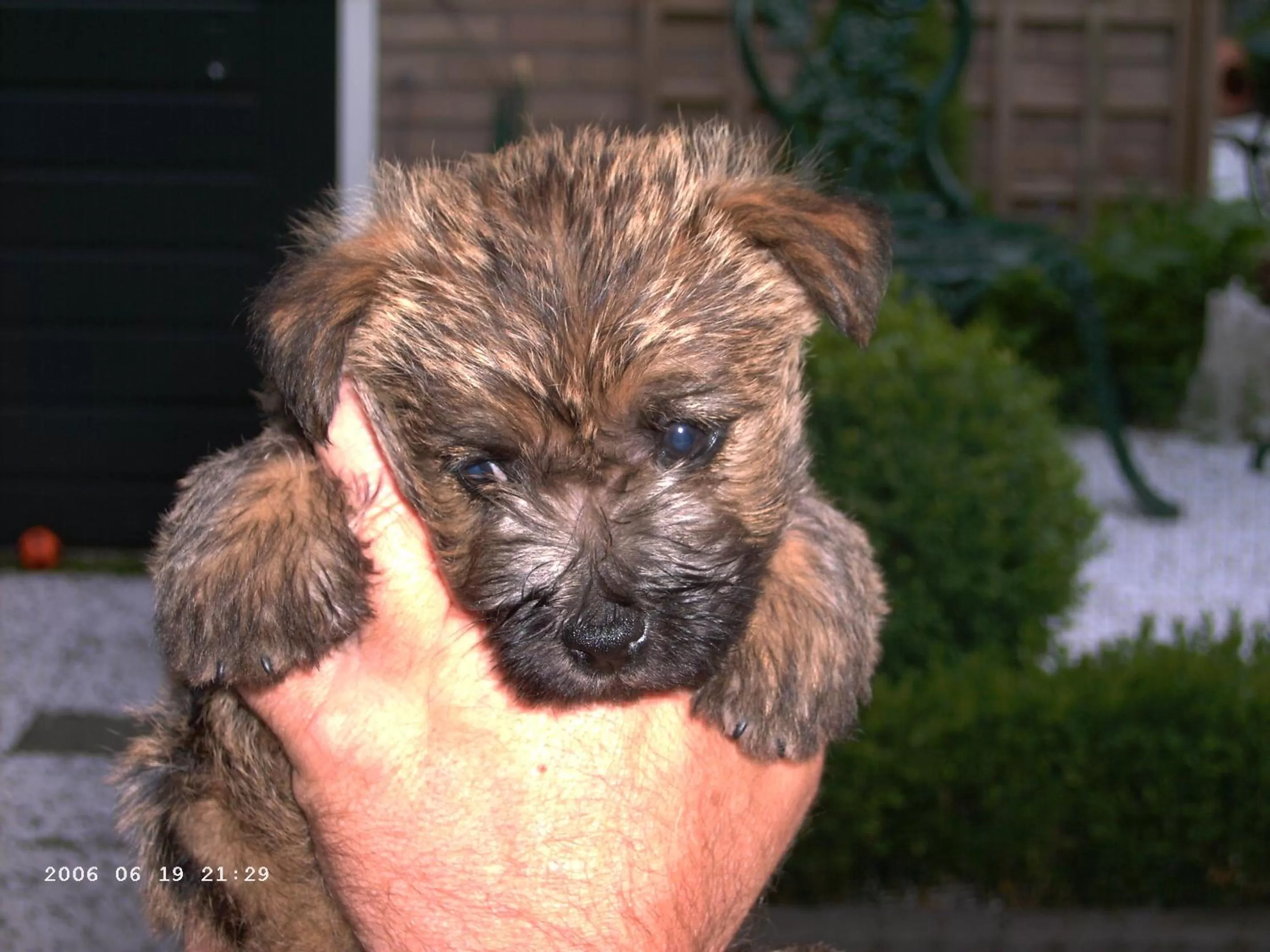 Animals, Pets in B&B OpdeParkkamp met laadpaal voor elektrische auto's