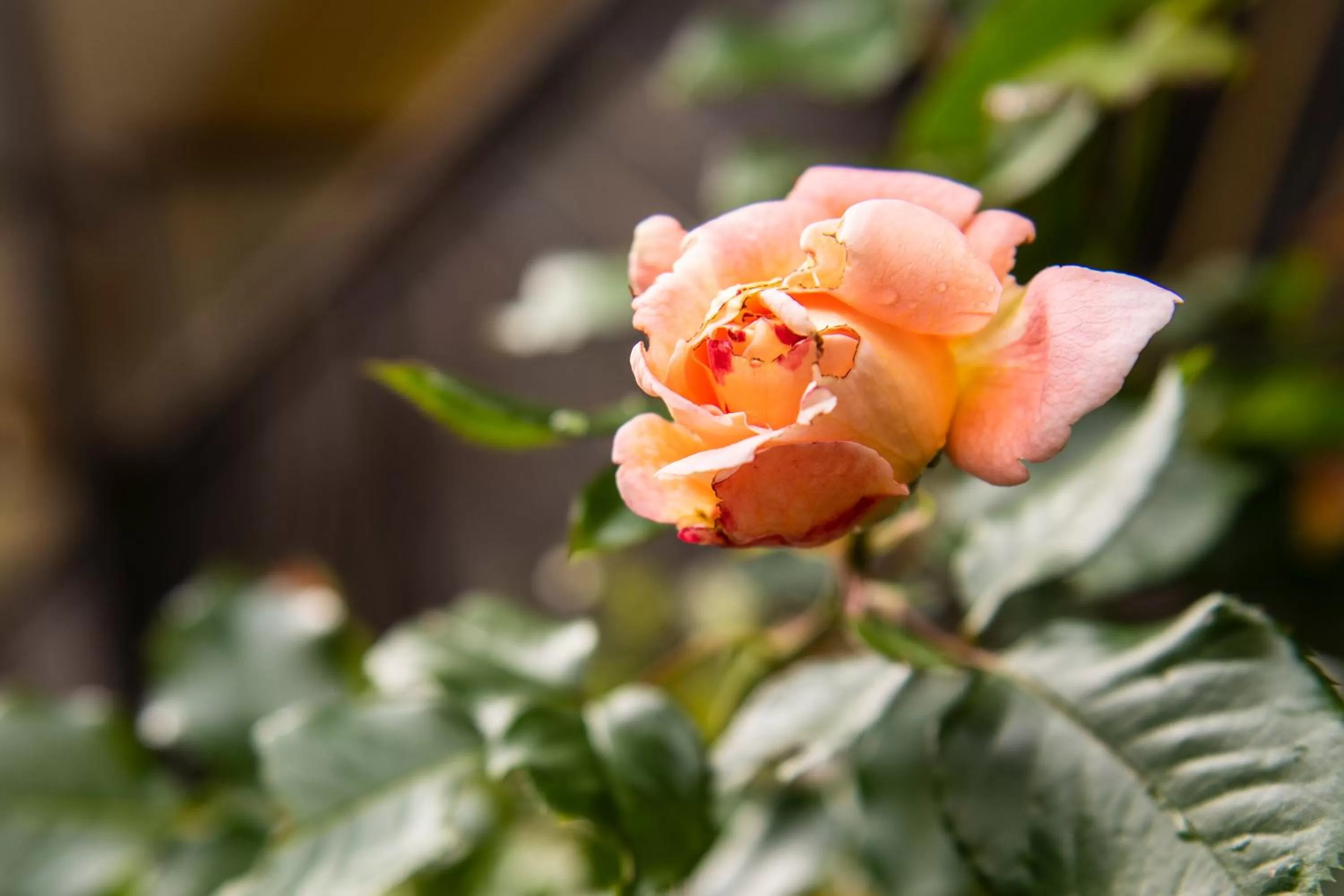 Garden in Parkhotel zur Klause