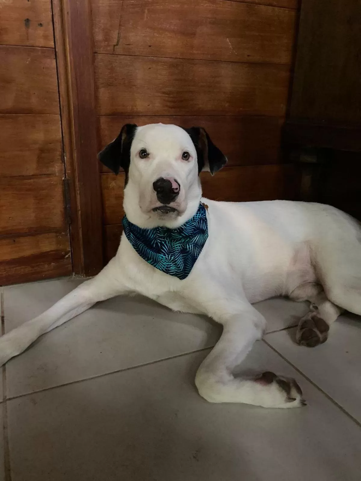 Pets in Casa Oceana Bed & Breakfast