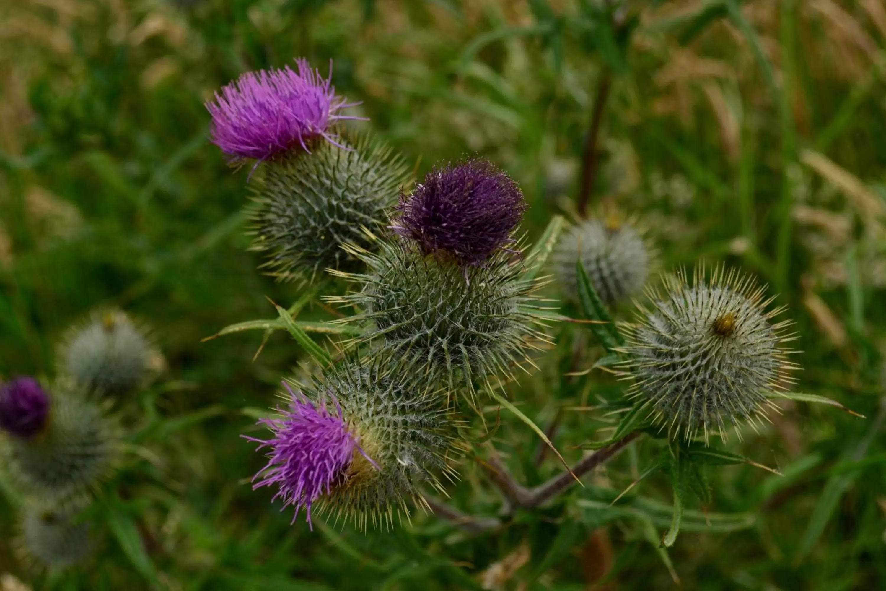 Area and facilities in Stotfield Hotel