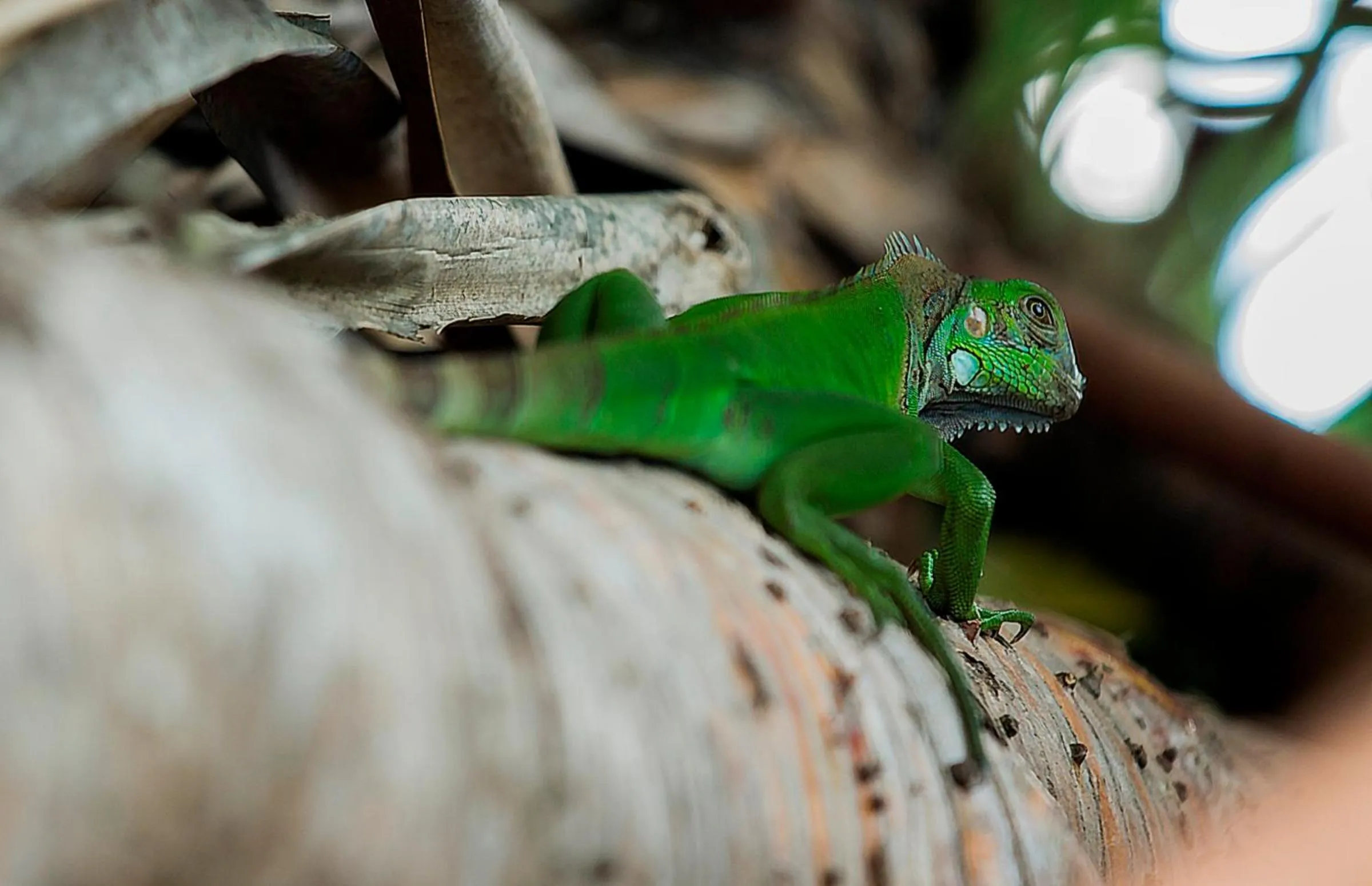Garden in Hotel Los Ranchos