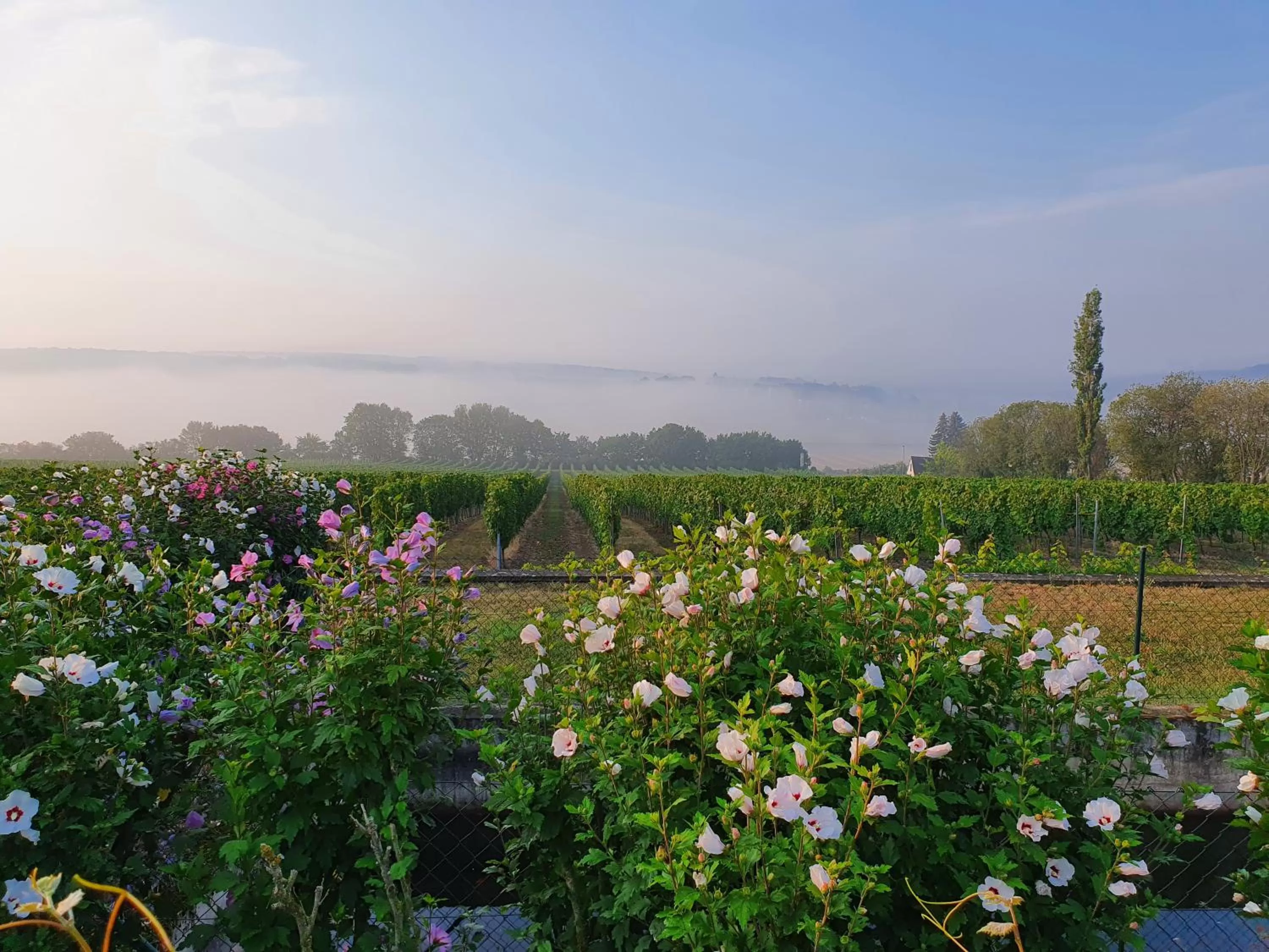 Natural landscape in Hotel Rebschule