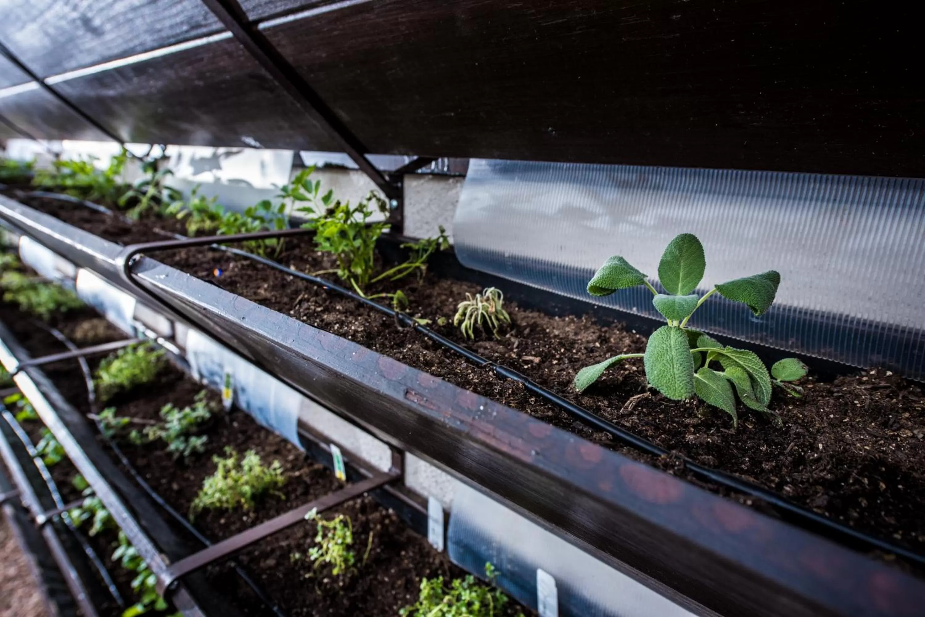 Decorative detail in Found Re Phoenix